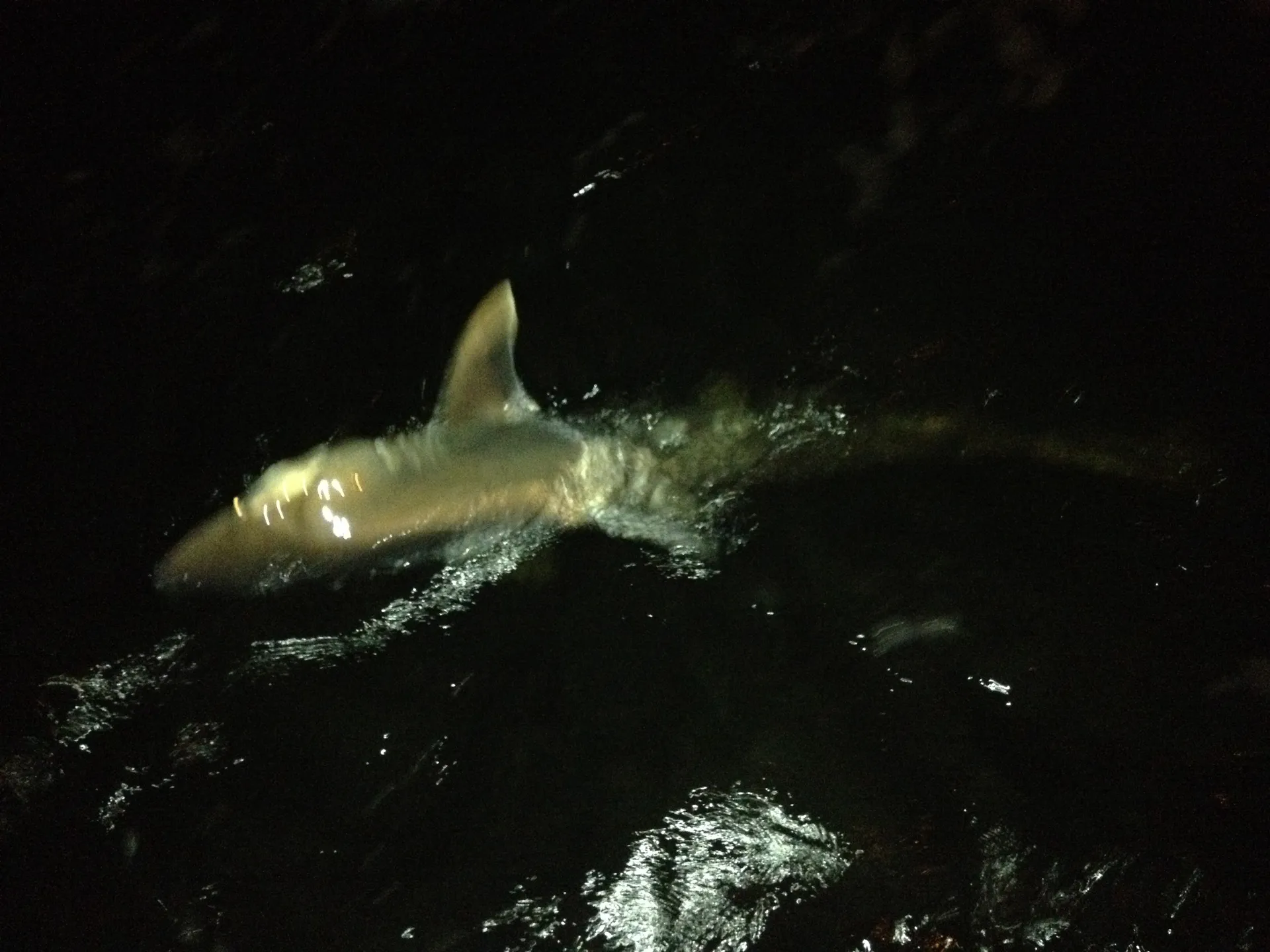 Carolina Skiff 1980 in Gulf Breeze, FL — photo 5
