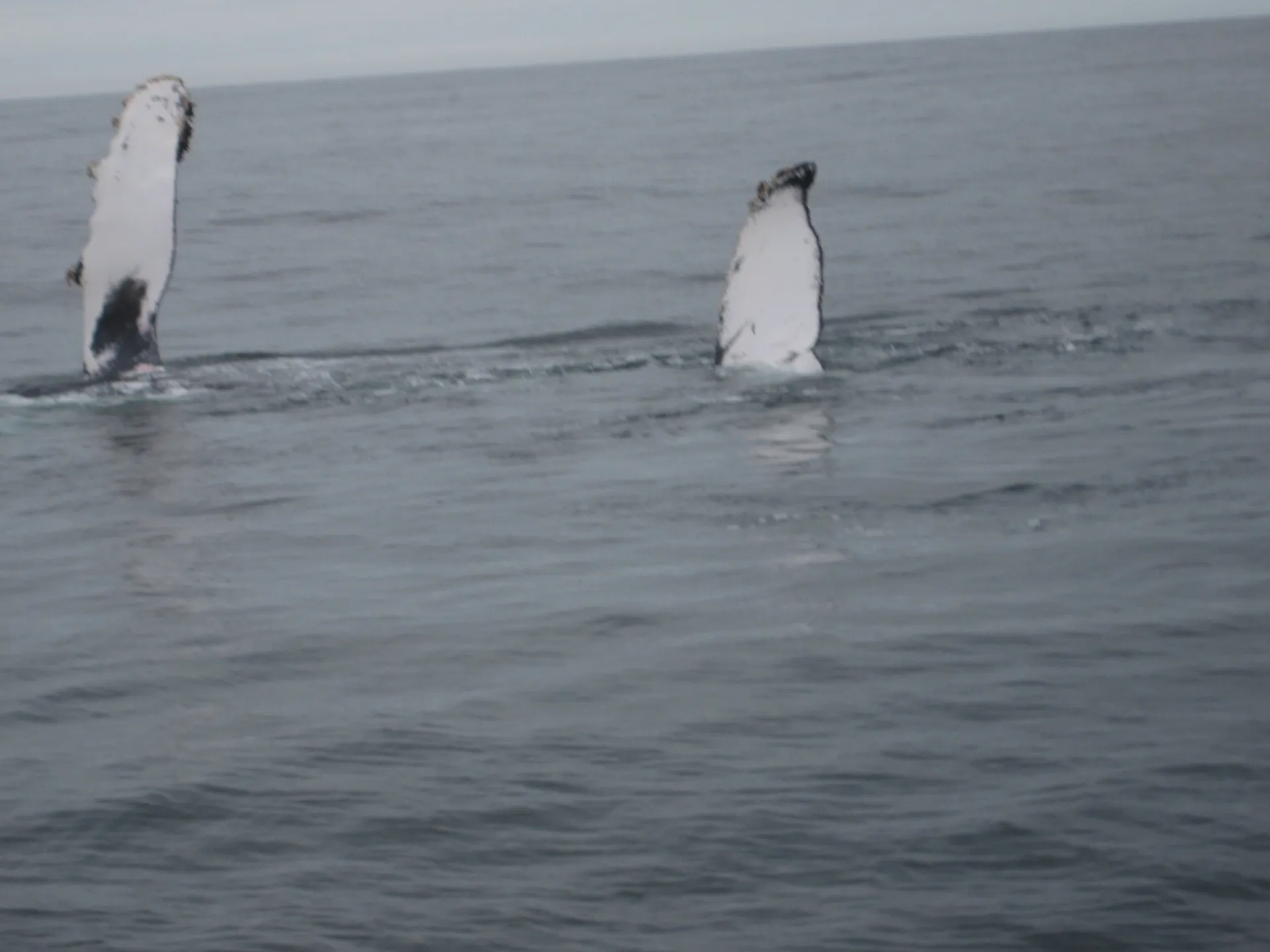 Safe &amp; solid sailing catamaran - Green power! Great location!