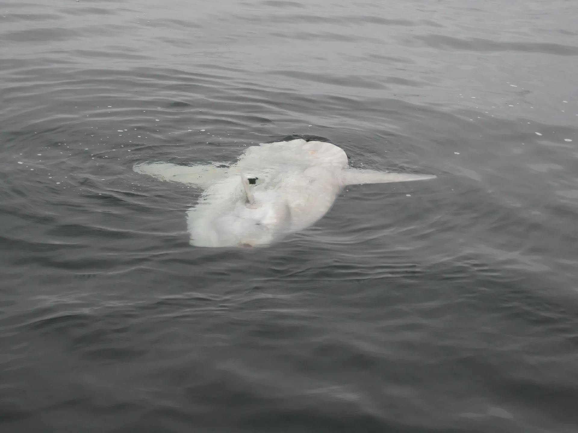 Safe &amp; solid sailing catamaran - Green power! Great location!