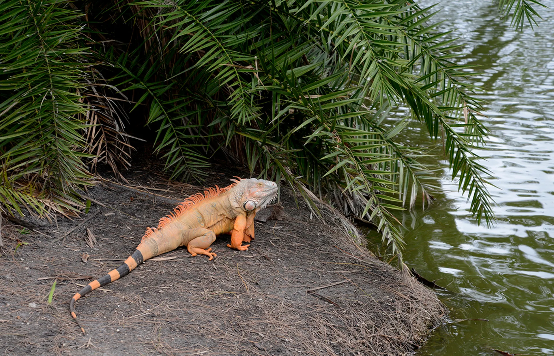 Day of Fun -In -The -Sun by Boat!