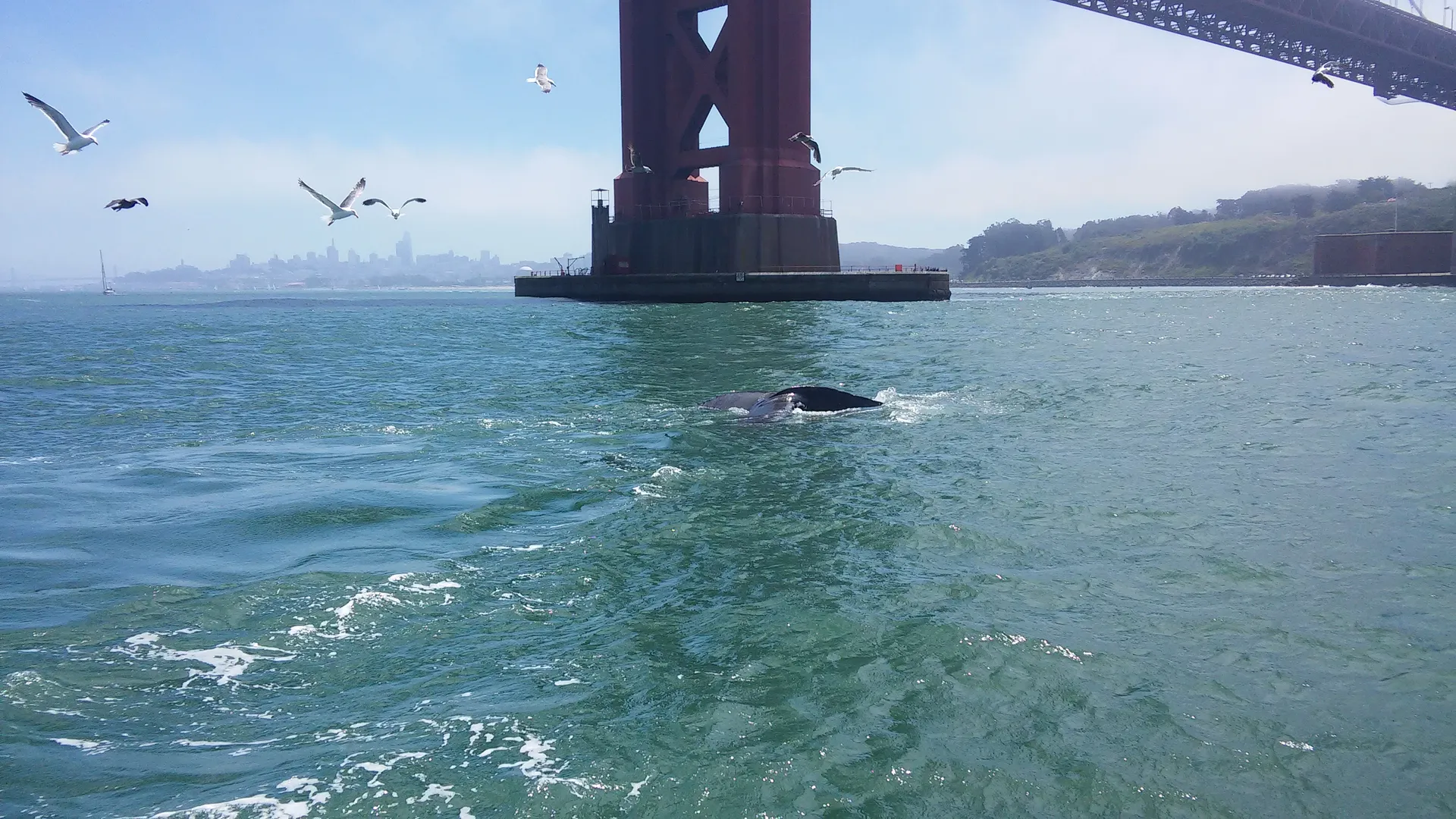 Safe &amp; solid sailing catamaran - Green power! Great location!