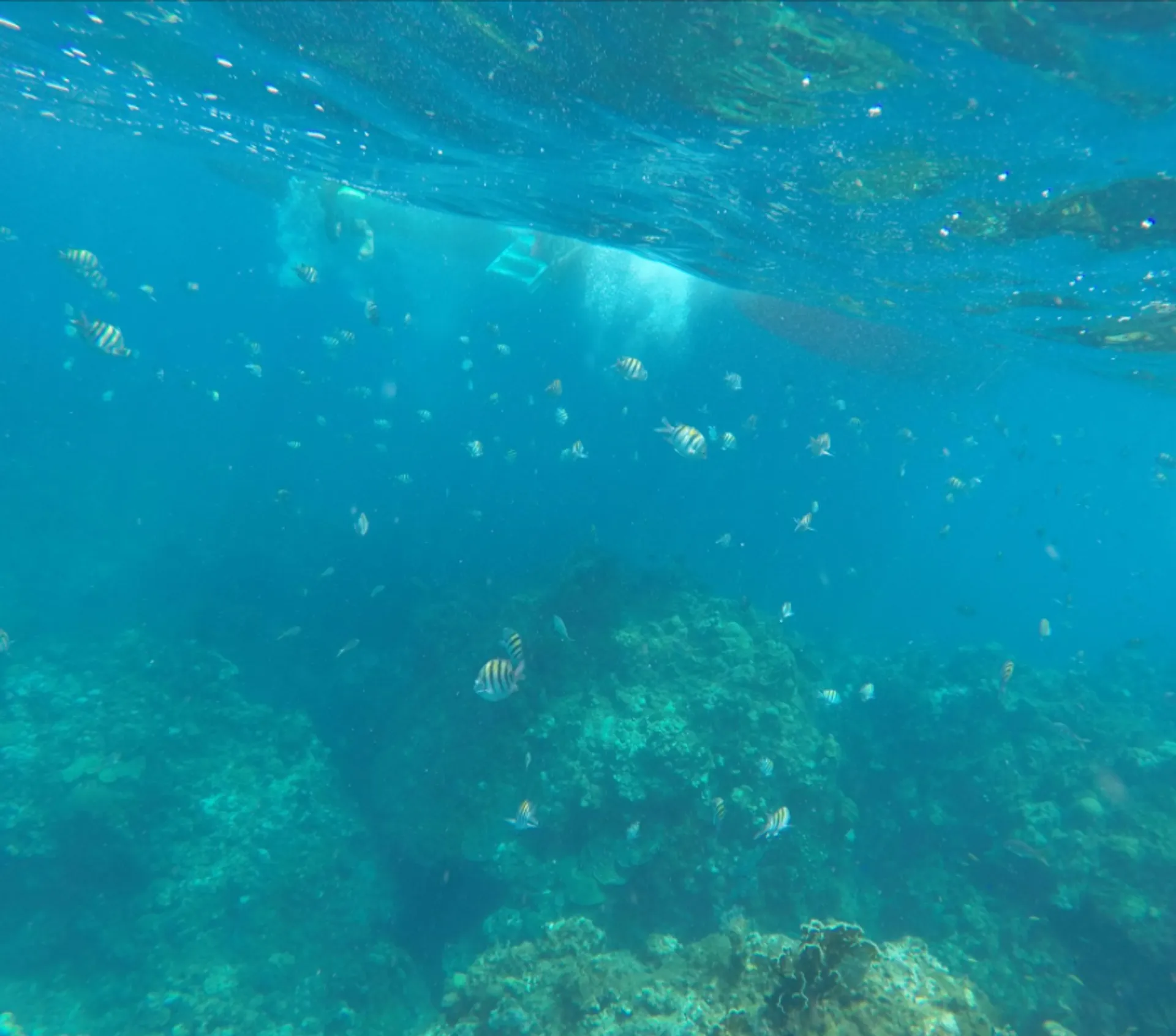 Robertson And Caine 4300 in Montego Bay, St. James Parish — photo 3