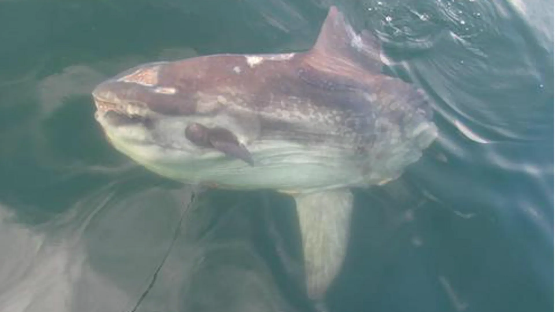 Let "Reel Thrills too" Thrill you too!