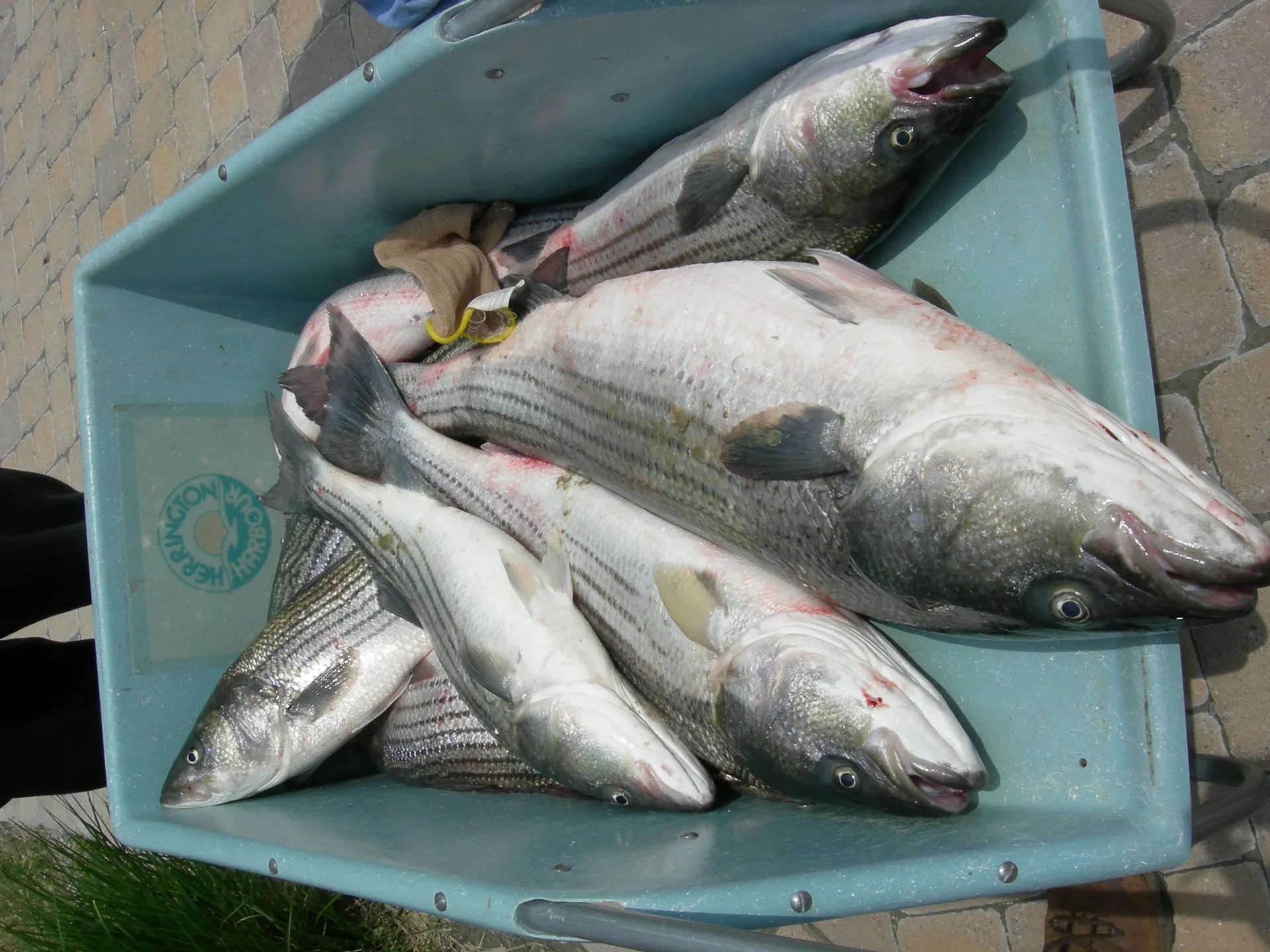 Beautiful Chesapeake Bay Fishing Charters 