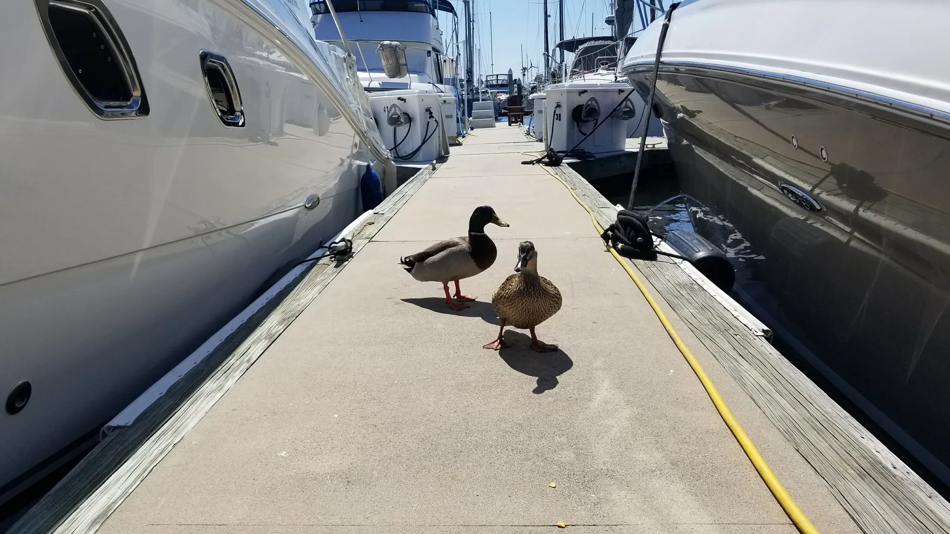 Charter this 36' Sea Ray Sport Yacht Today!