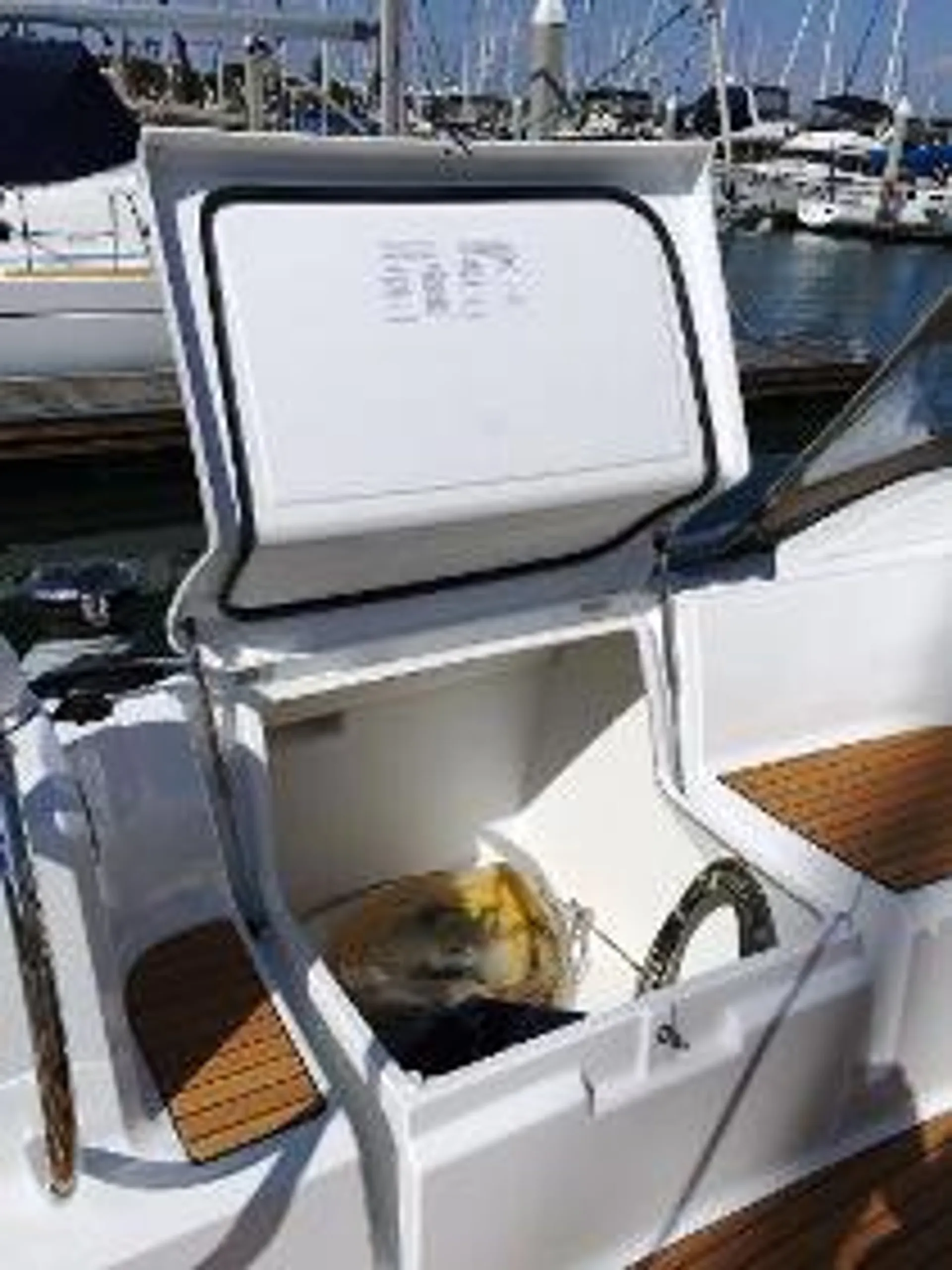 Jeanneau Sailboats 519 in Saint Petersburg, FL — photo 7