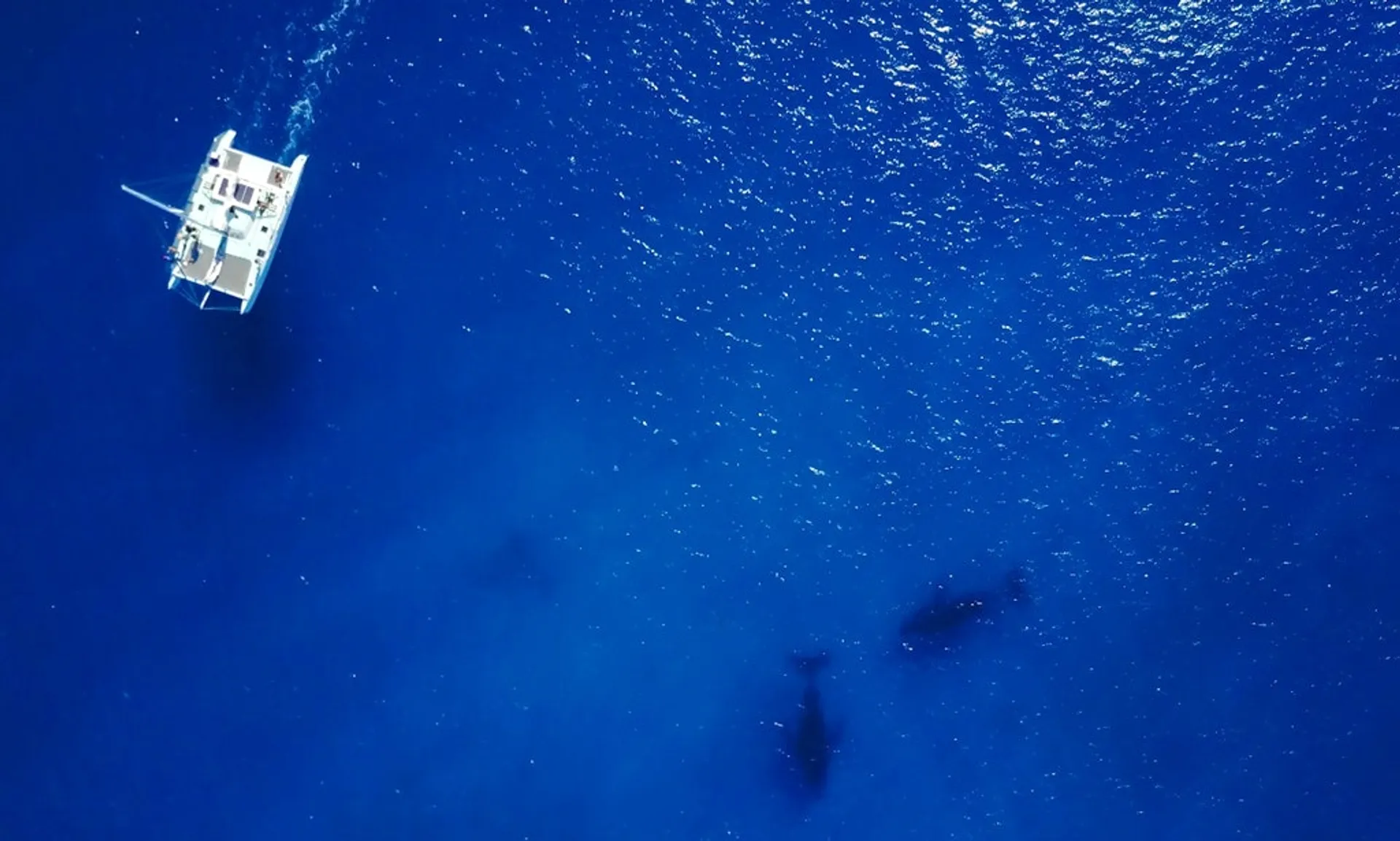 Private Charter On 48 ft Custom Made Sailing Catamaran in Honolulu, HI