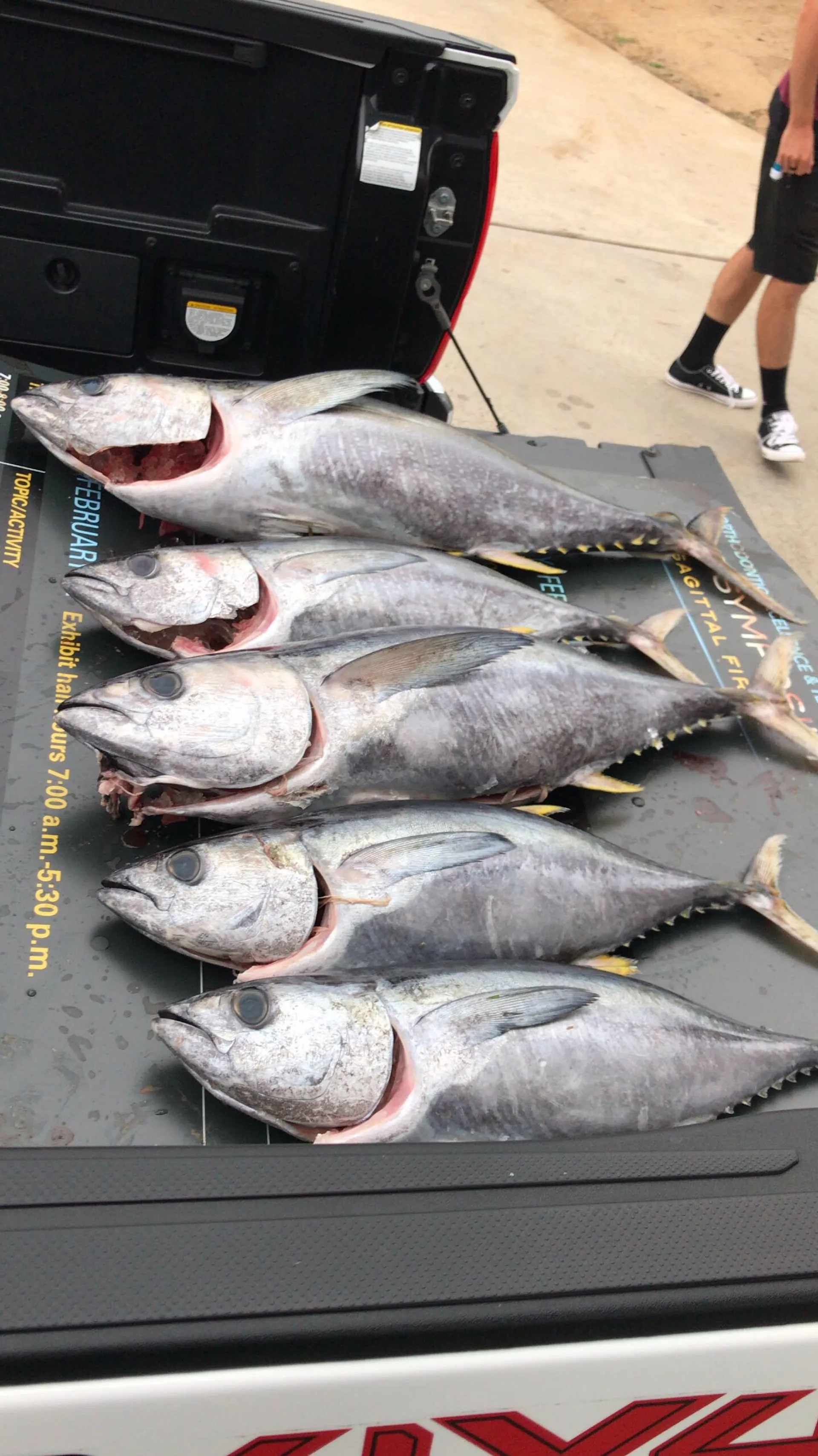 Chris Craft 230SL Scorpion in Oceanside, CA — photo 6