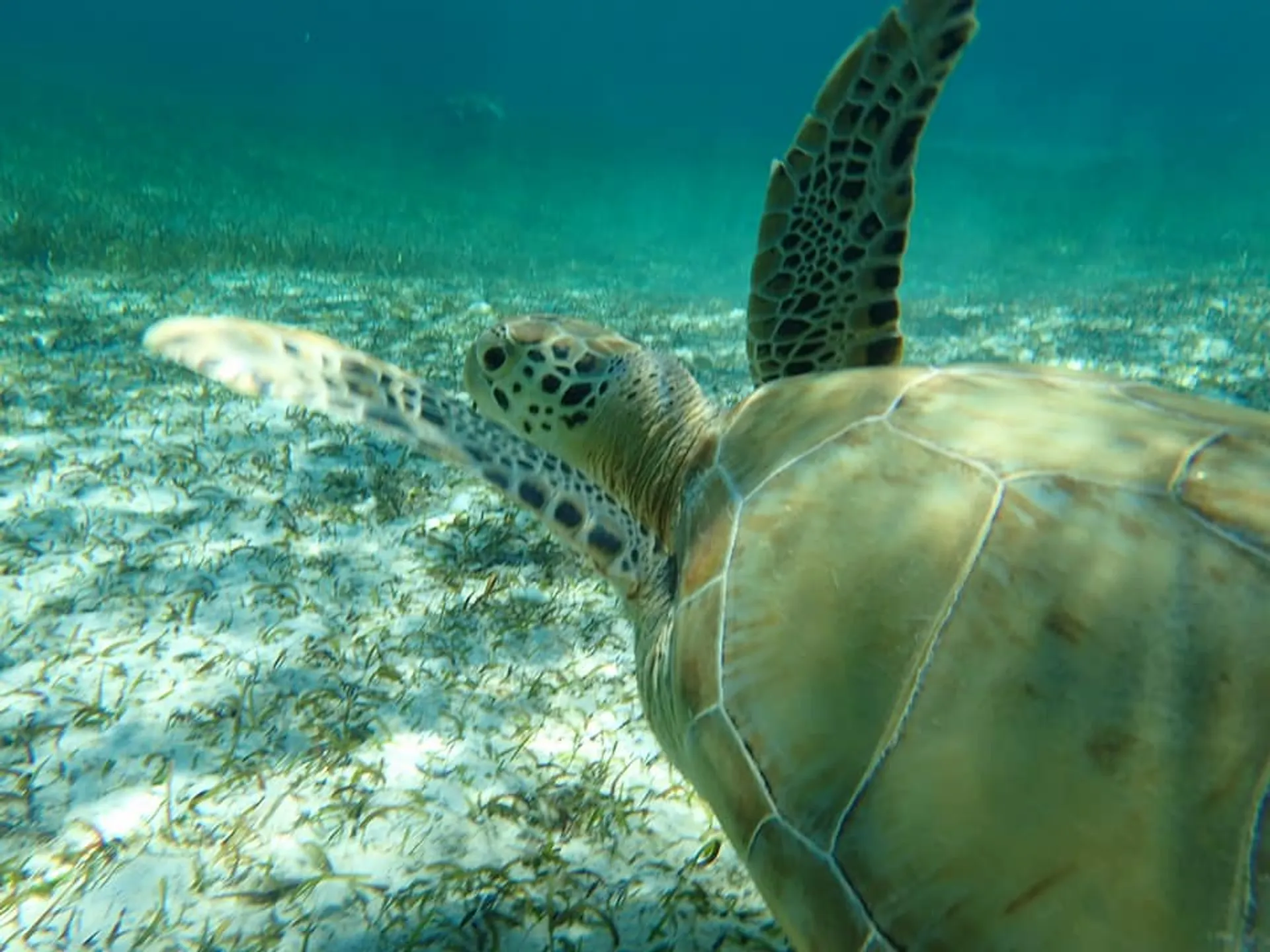 Excursion to Rose Island, Turtle Beach, Gilligan's