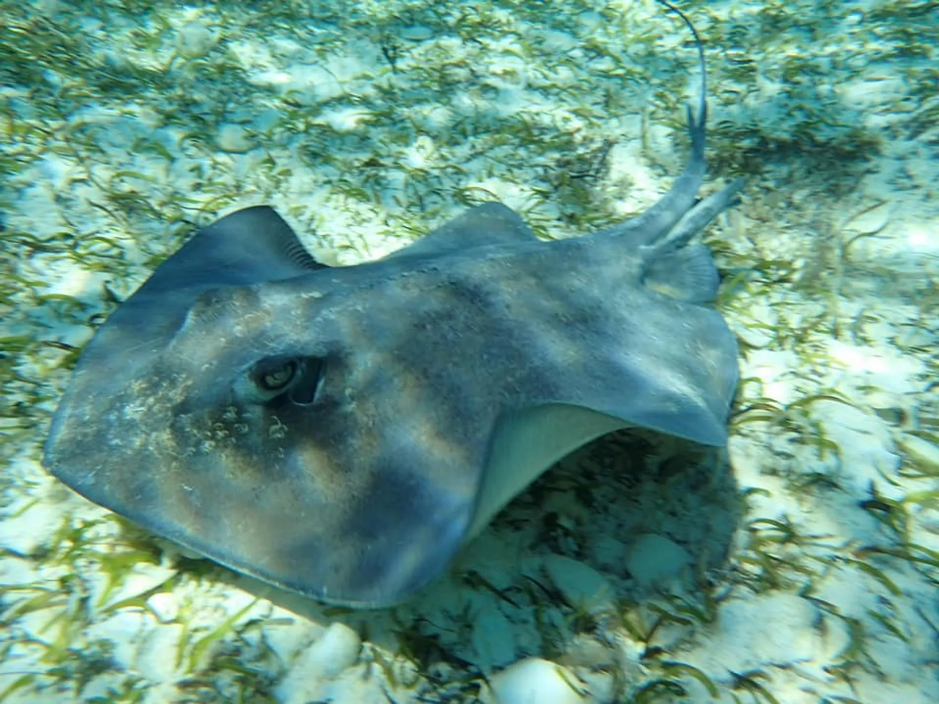 Excursion to Rose Island, Turtle Beach, Gilligan's