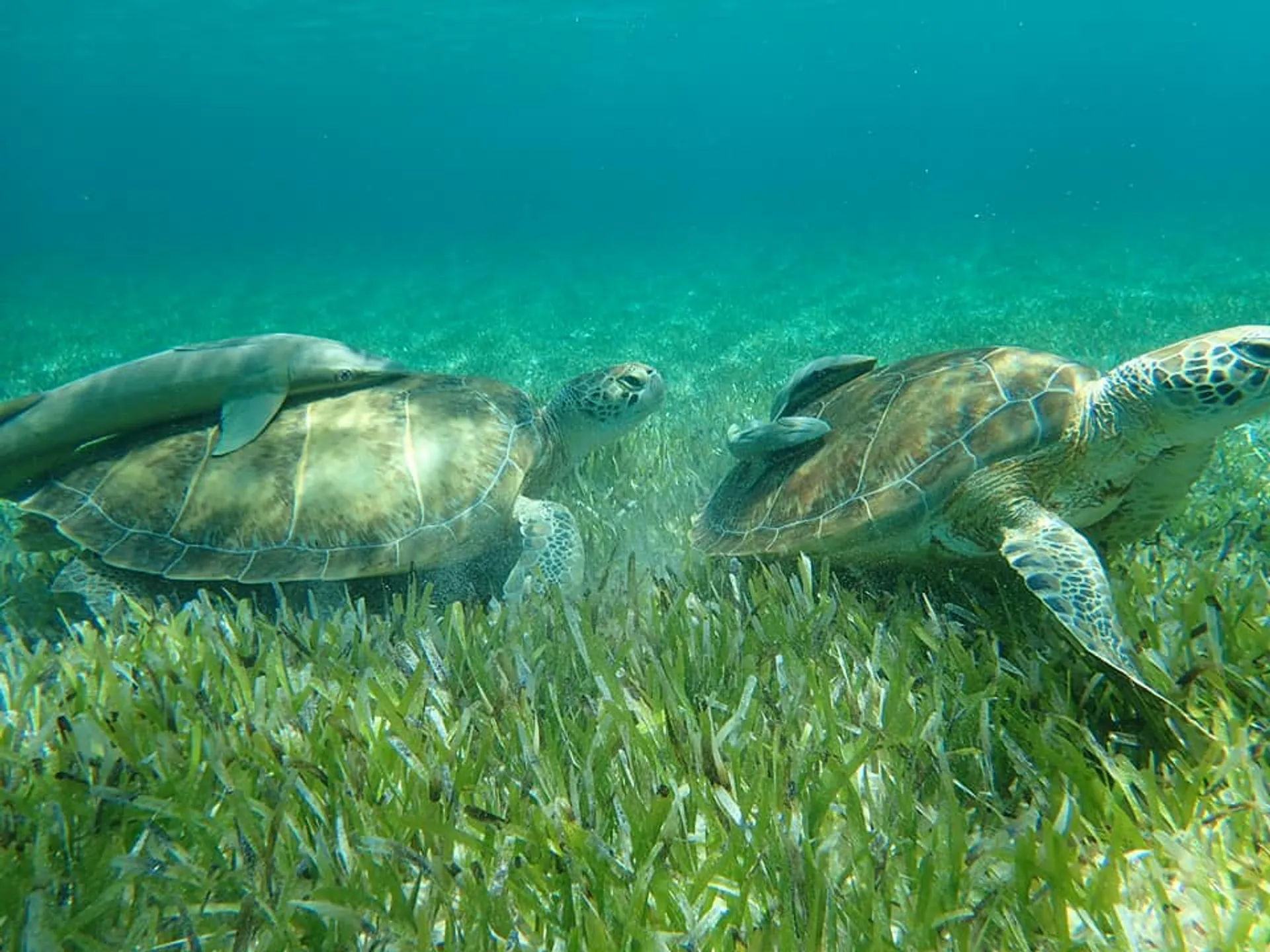 Excursion to Rose Island, Turtle Beach, Gilligan's