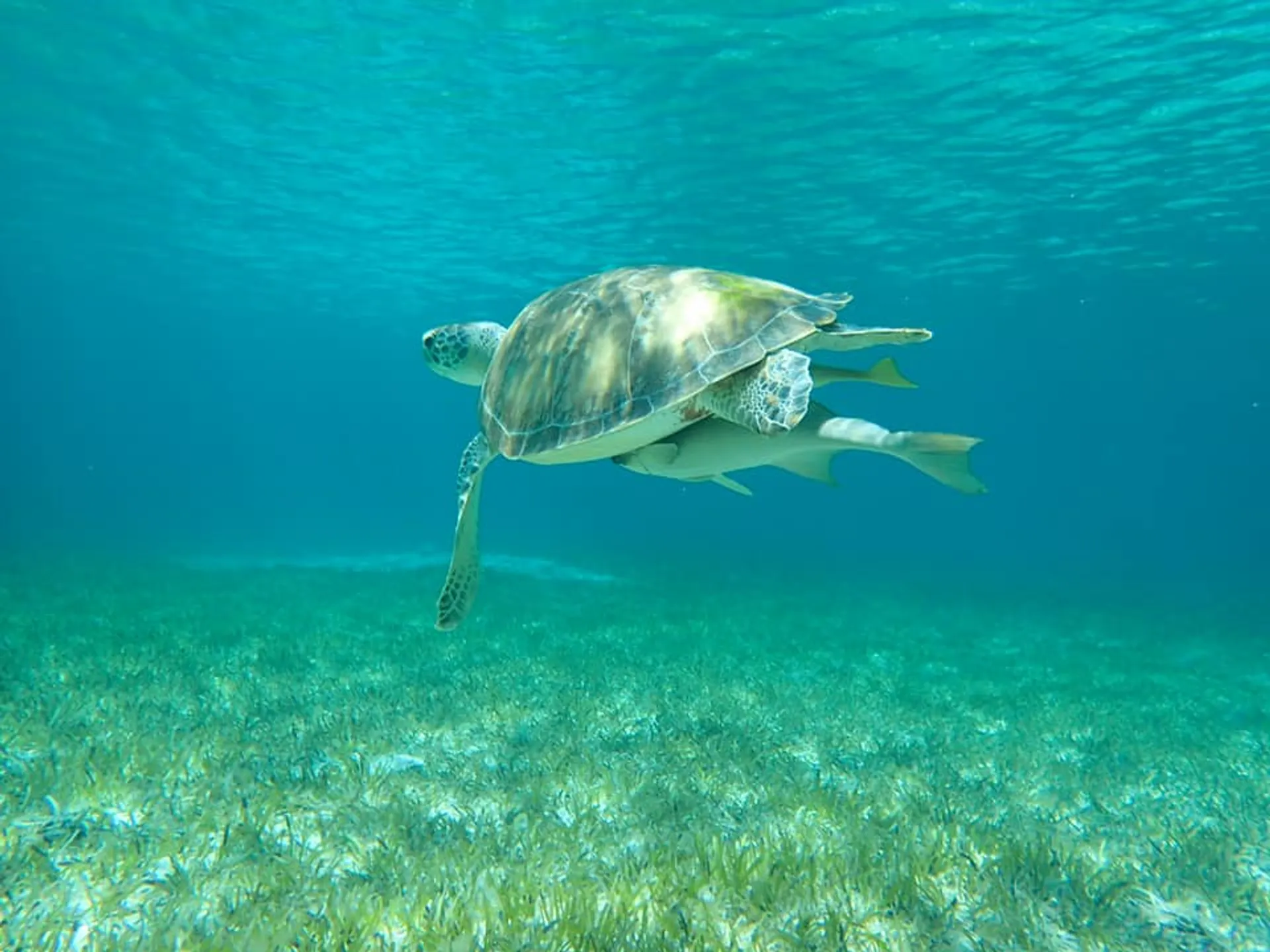 Excursion to Rose Island, Turtle Beach, Gilligan's