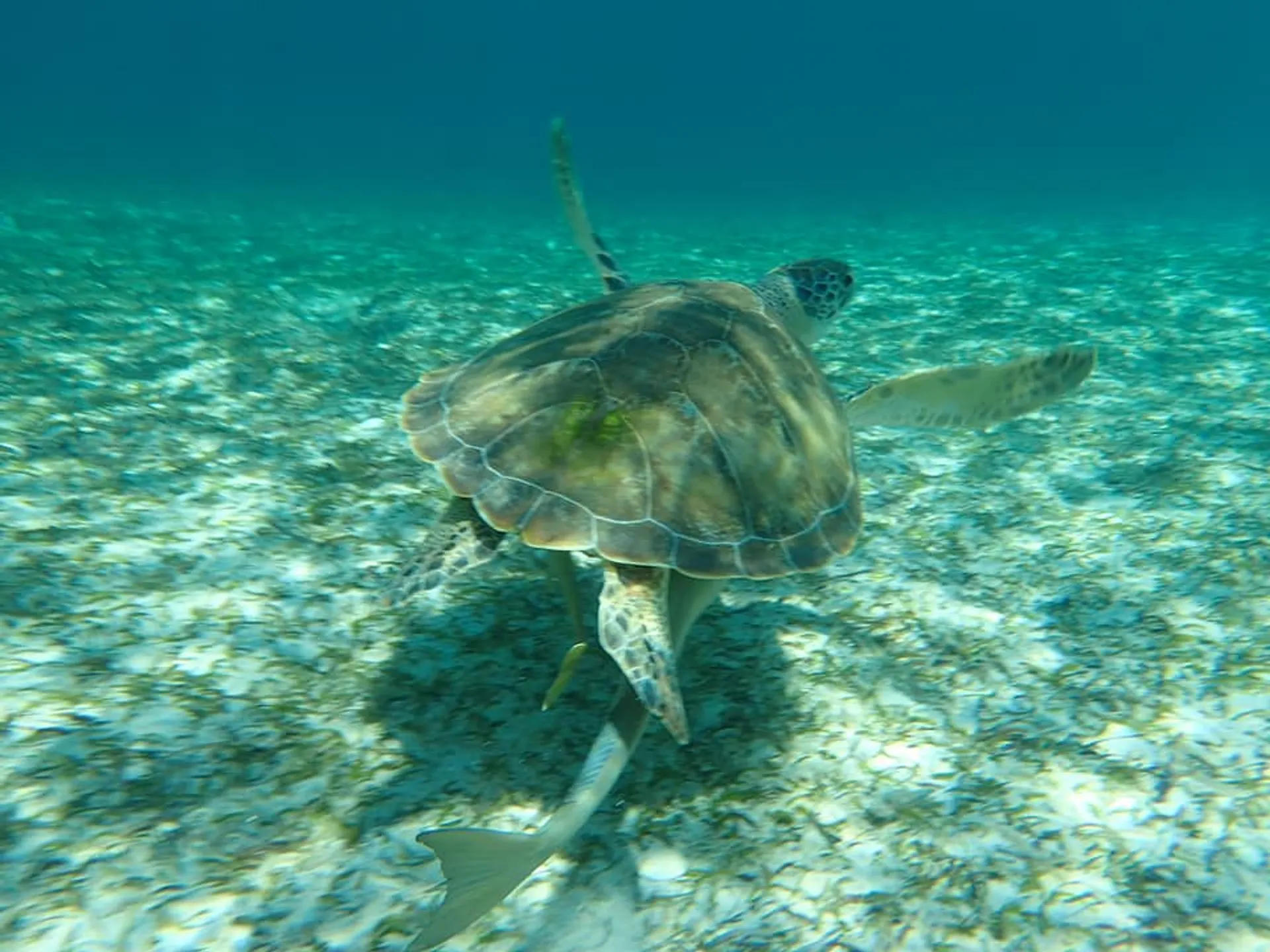 Excursion to Rose Island, Turtle Beach, Gilligan's