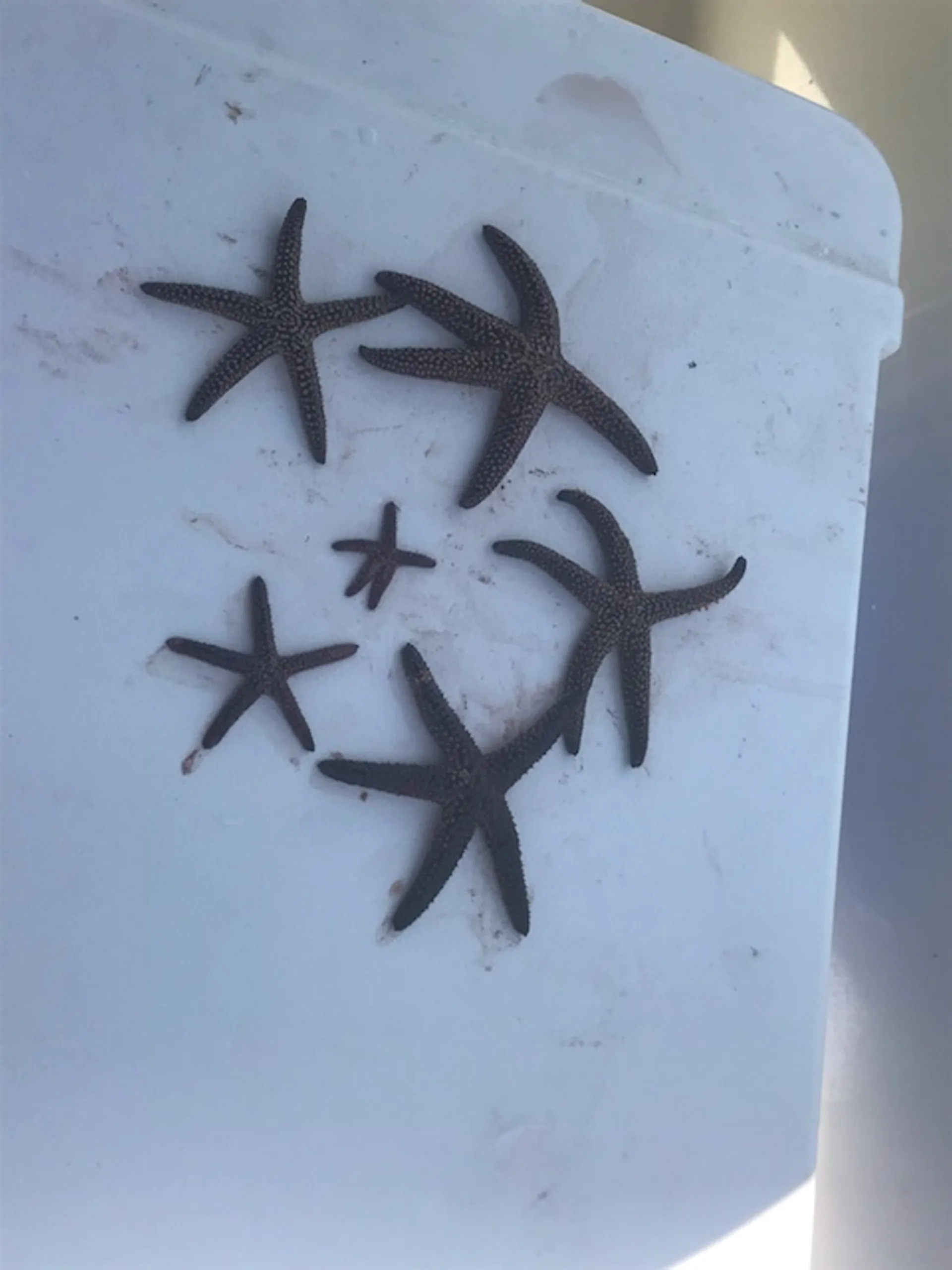 Sea Pro Boats SV2400 CC w/225 Verado in Brandon, FL — photo 8