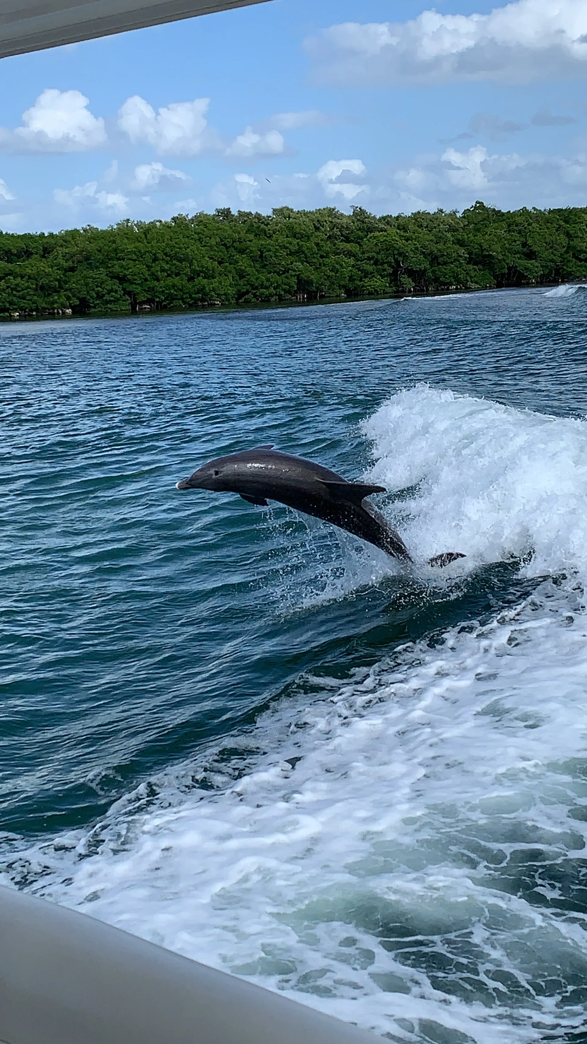 Sea Ray Boats 480 Motor Yacht in St. Petersburg, FL — photo 5