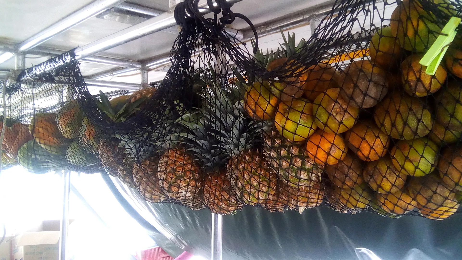 Other MARQUISES in Portobelo, Colón Province — photo 10