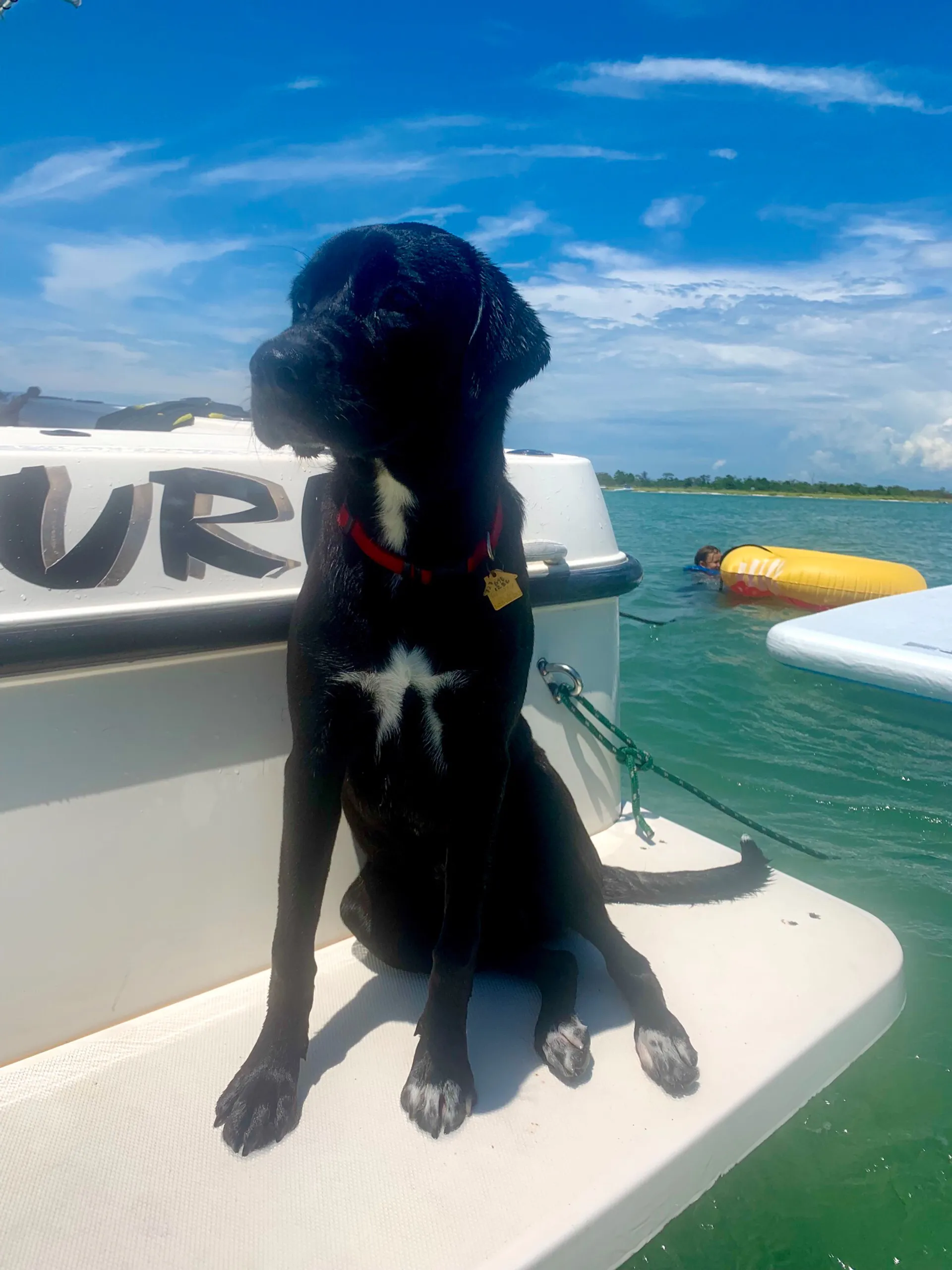 Shamrock Boats 219 Open in St. Petersburg, FL — photo 10