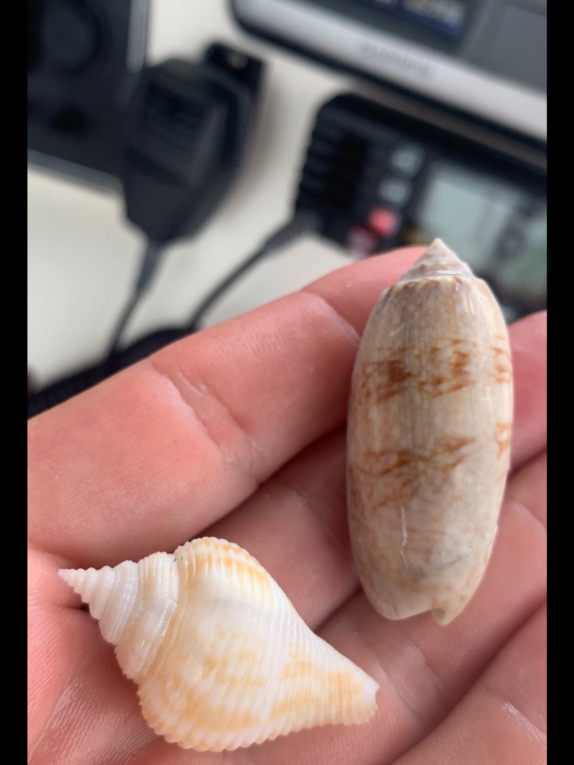 Shamrock Boats 219 Open in St. Petersburg, FL — photo 9