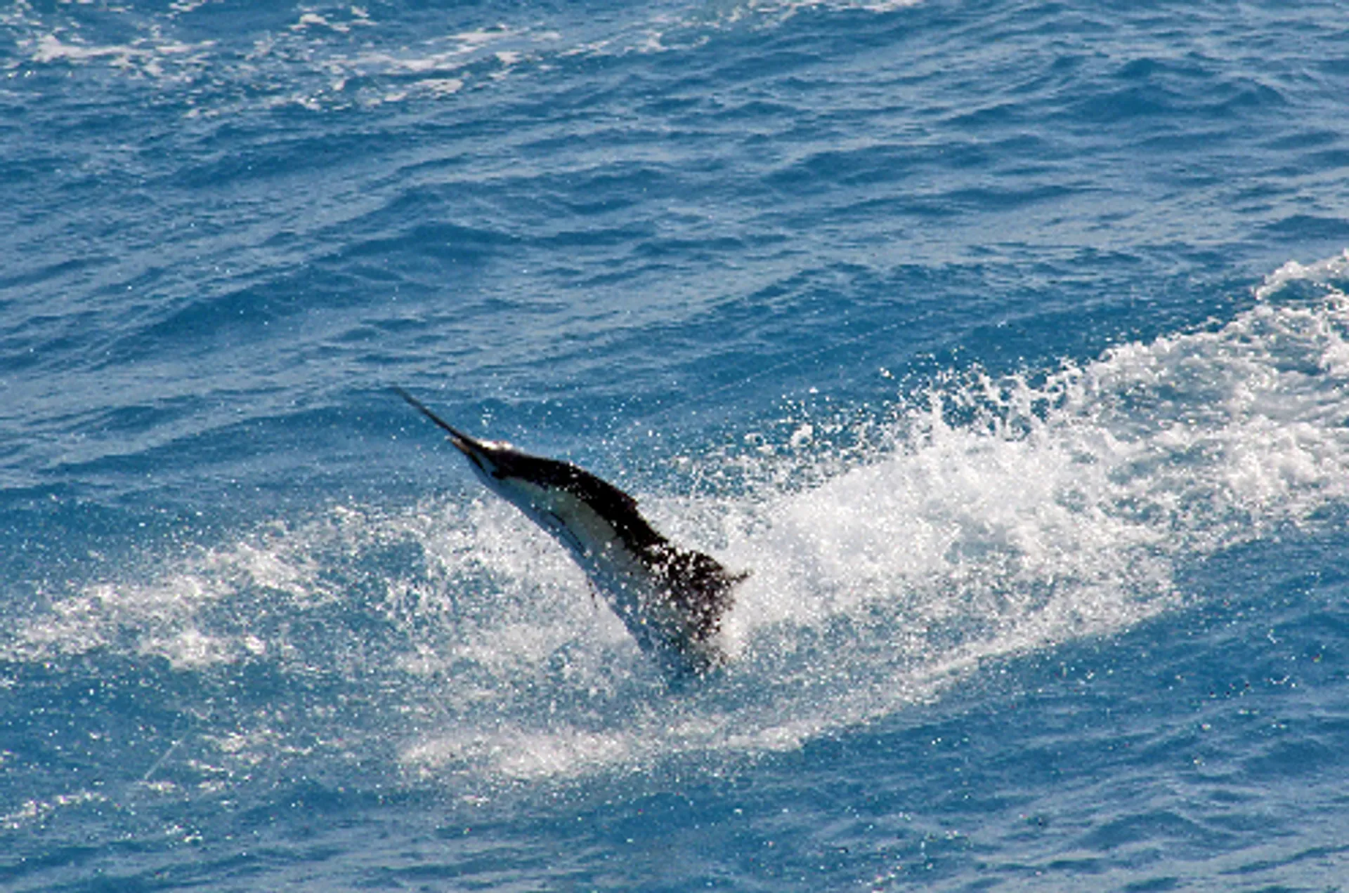 Carolina Classic Boats 42' Custom  in Miami, FL — photo 5