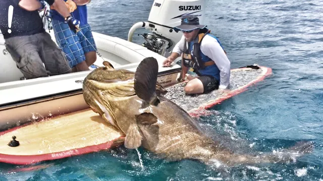 Rent a Dorado Marine center console in Cape Coral, FL near me