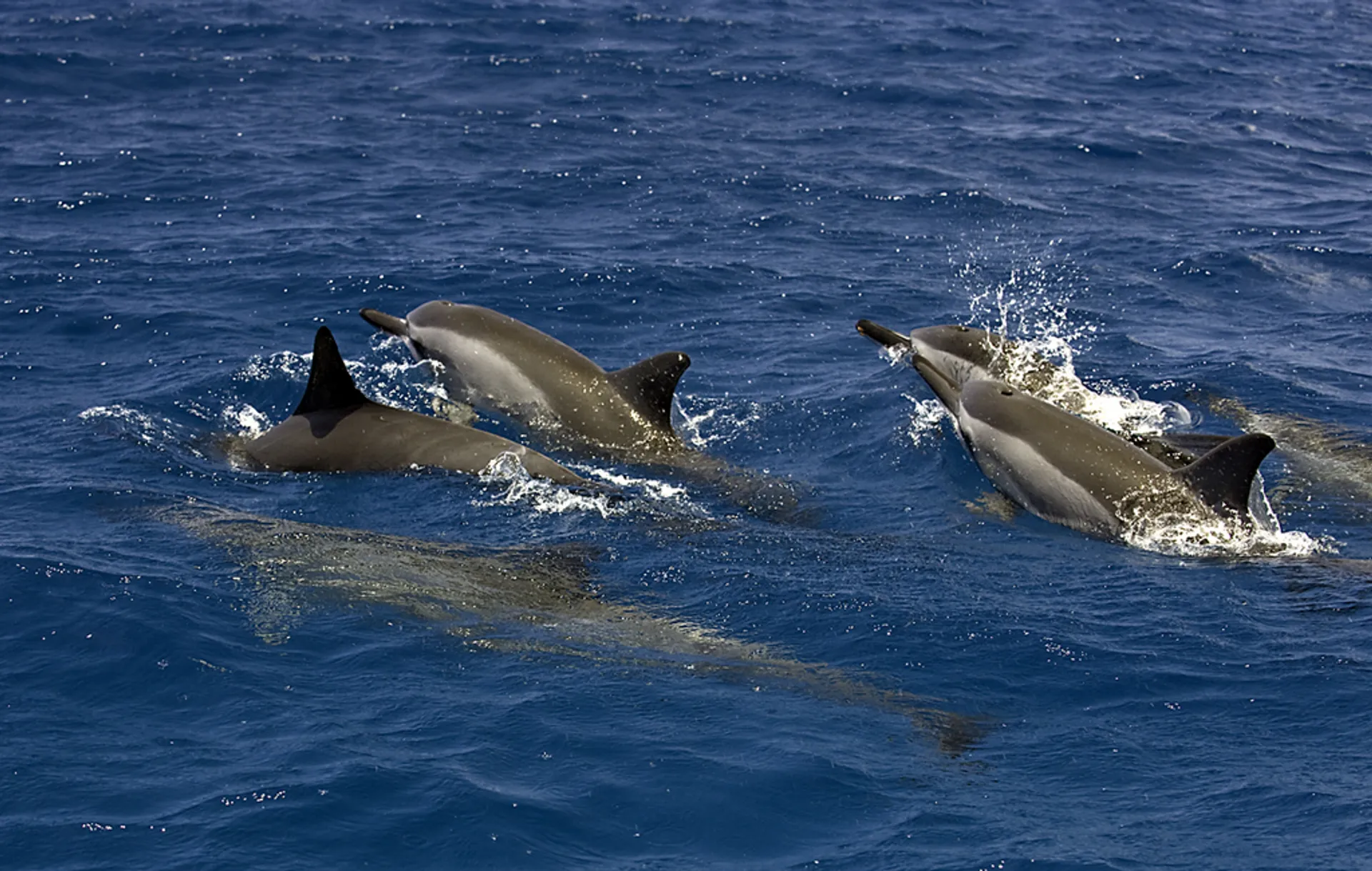 Sunset Cruises, Snorkeling & Whale Watching, 