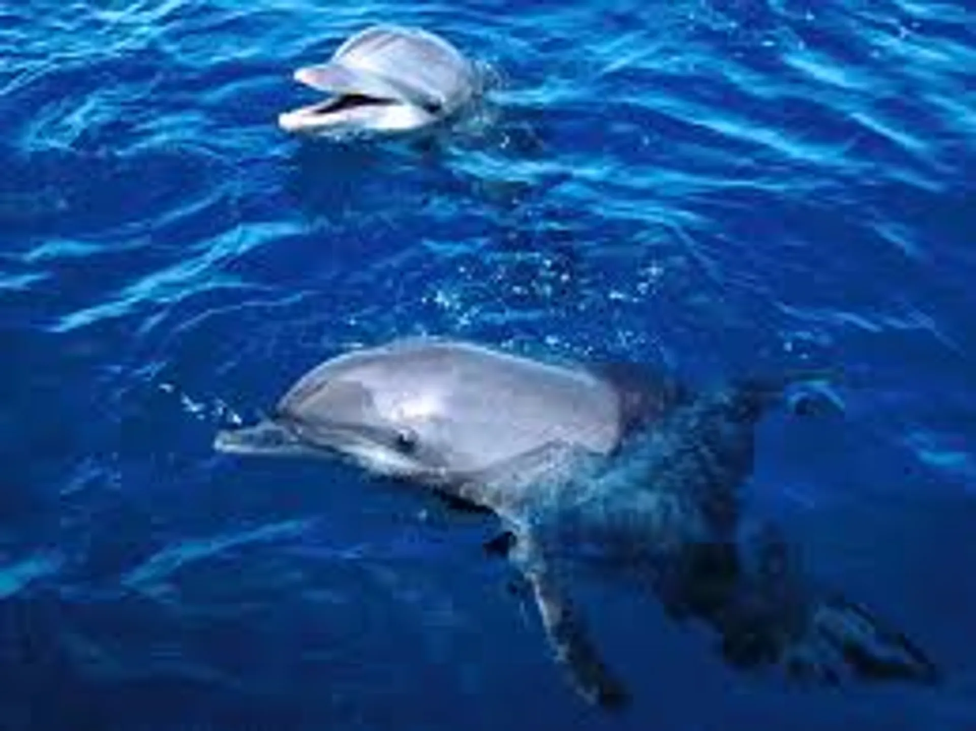 Sunset Cruises, Snorkeling & Whale Watching, 