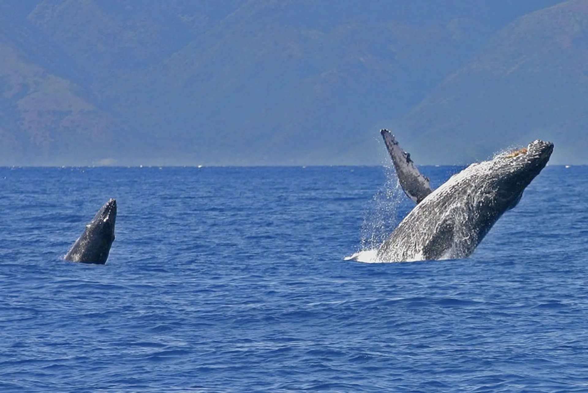 Sunset Cruises, Snorkeling & Whale Watching, 