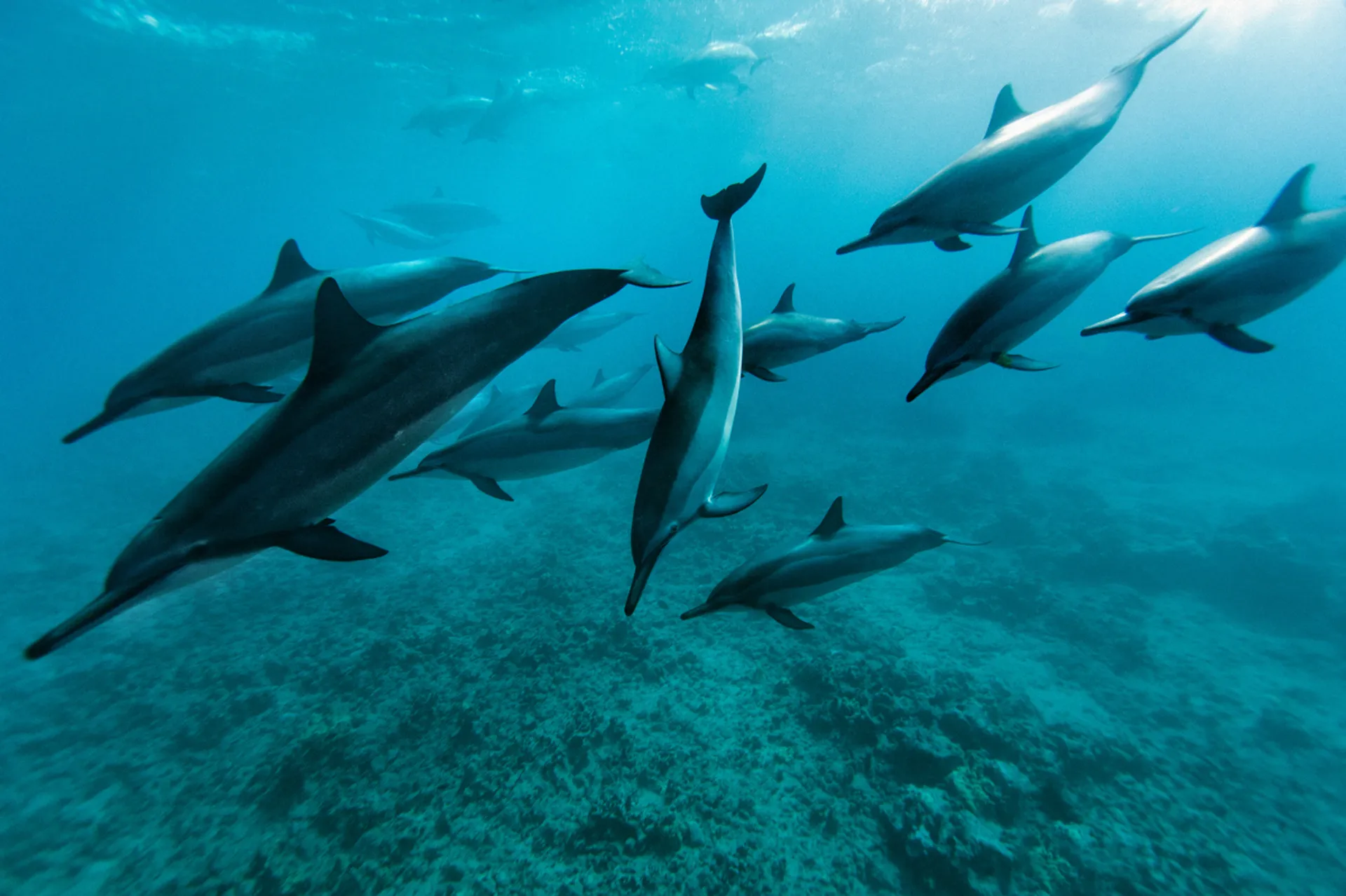 Sunset Cruises, Snorkeling & Whale Watching, 