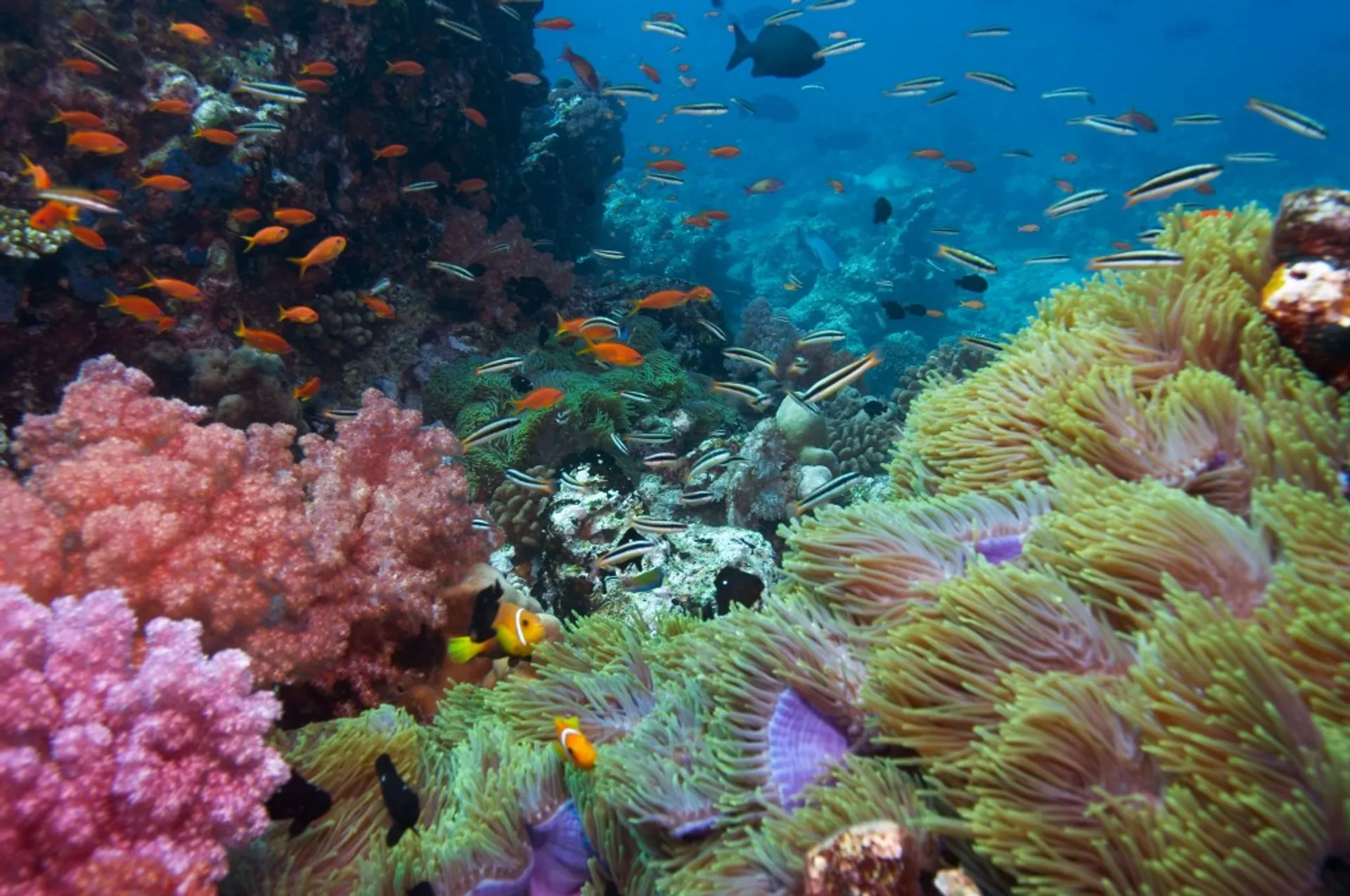 Sunset Cruises, Snorkeling & Whale Watching, 