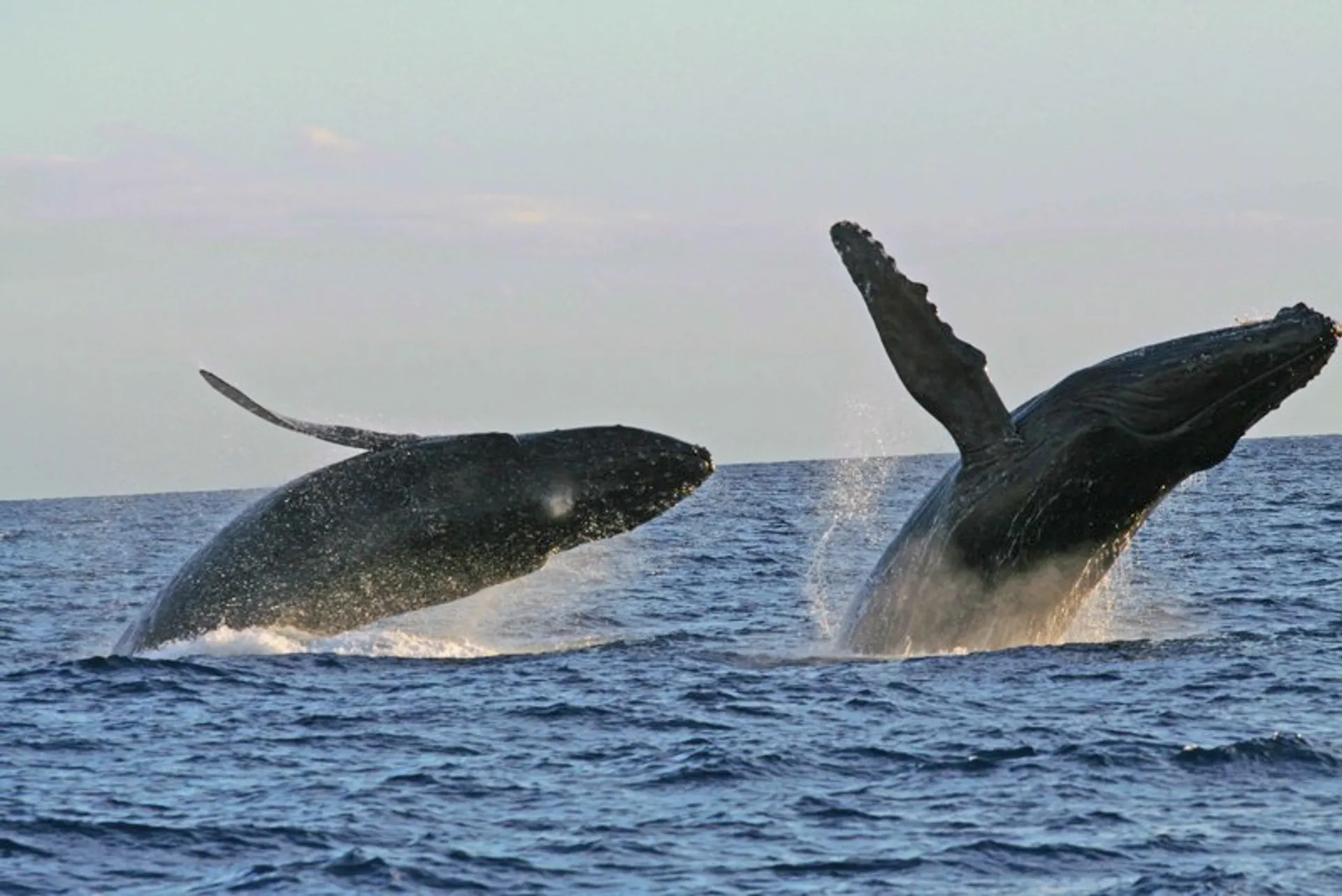 Luxury High Performance Waikiki Sailing Catamaran