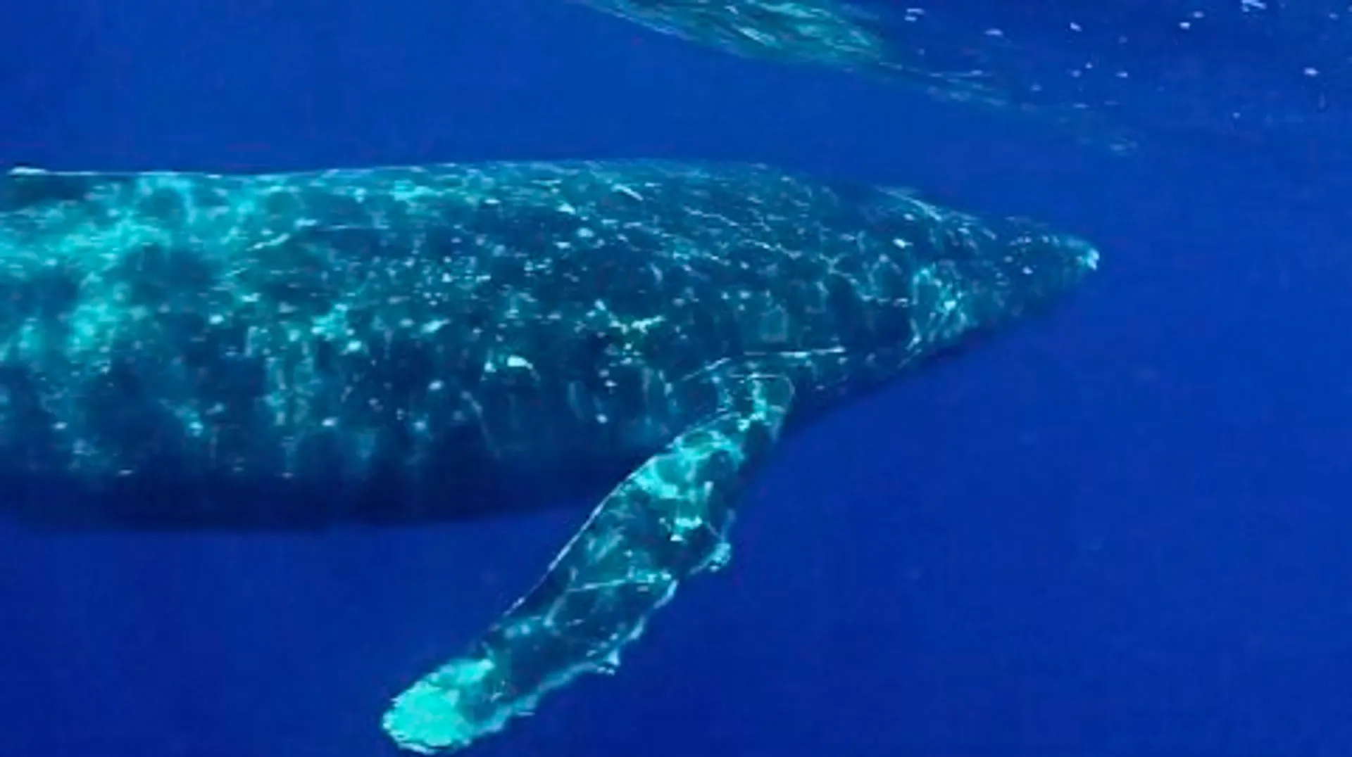 Luxury High Performance Waikiki Sailing Catamaran