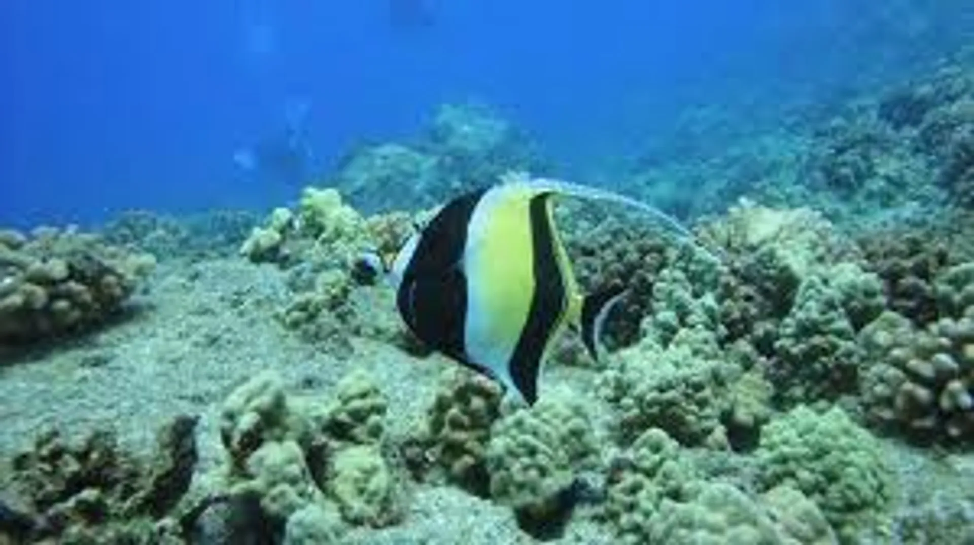 Luxury High Performance Waikiki Sailing Catamaran