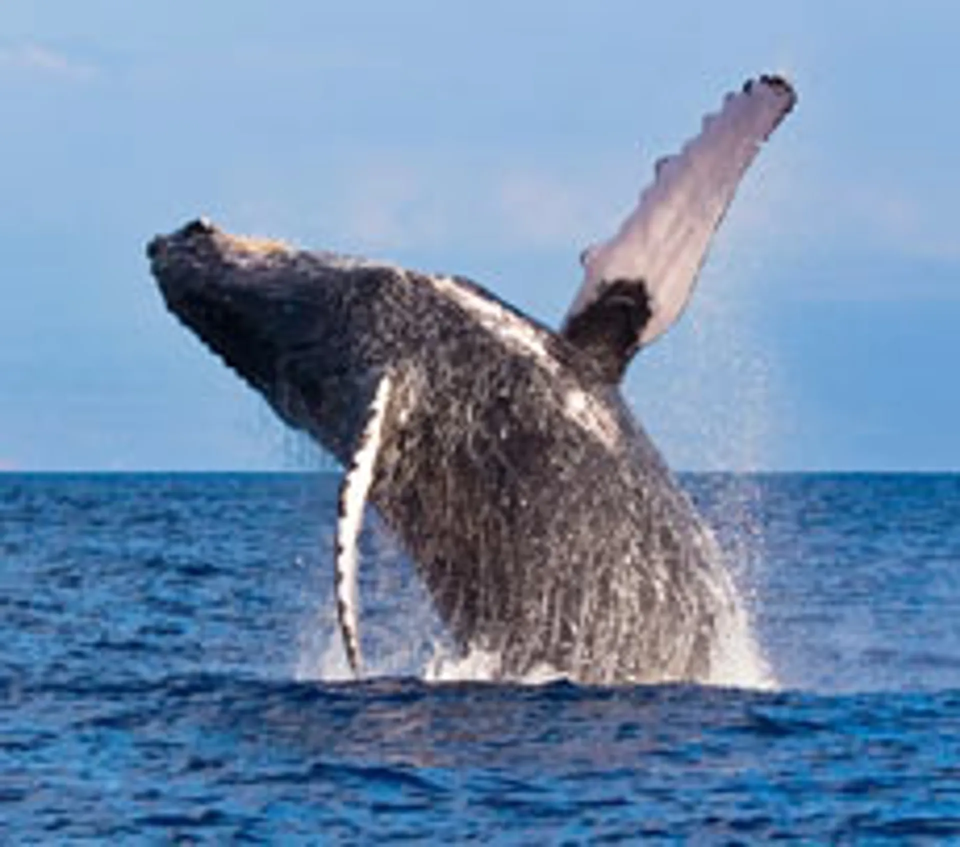 Luxury High Performance Waikiki Sailing Catamaran