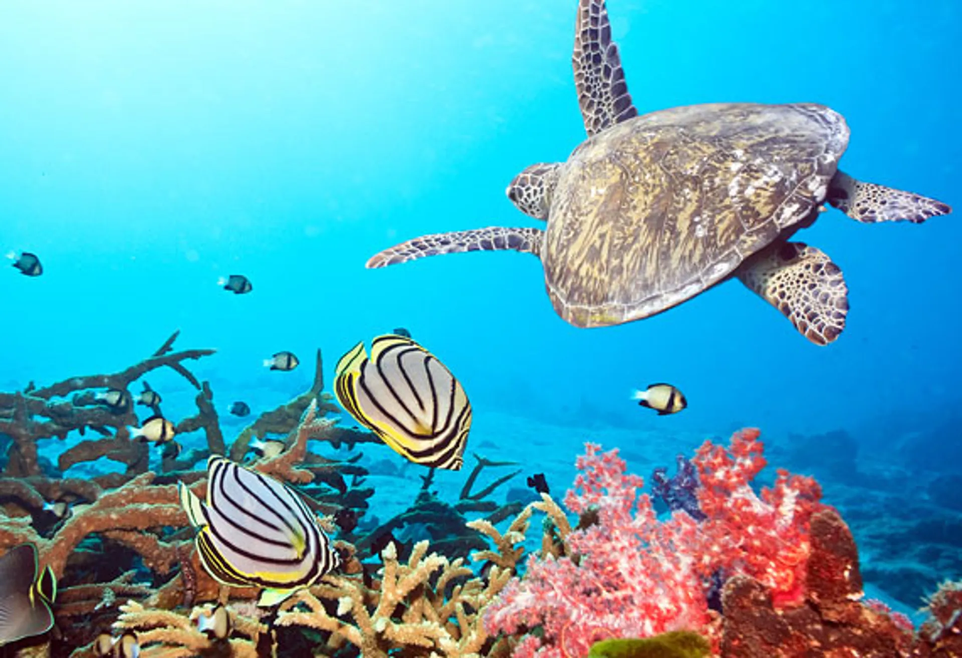 Luxury High Performance Waikiki Sailing Catamaran