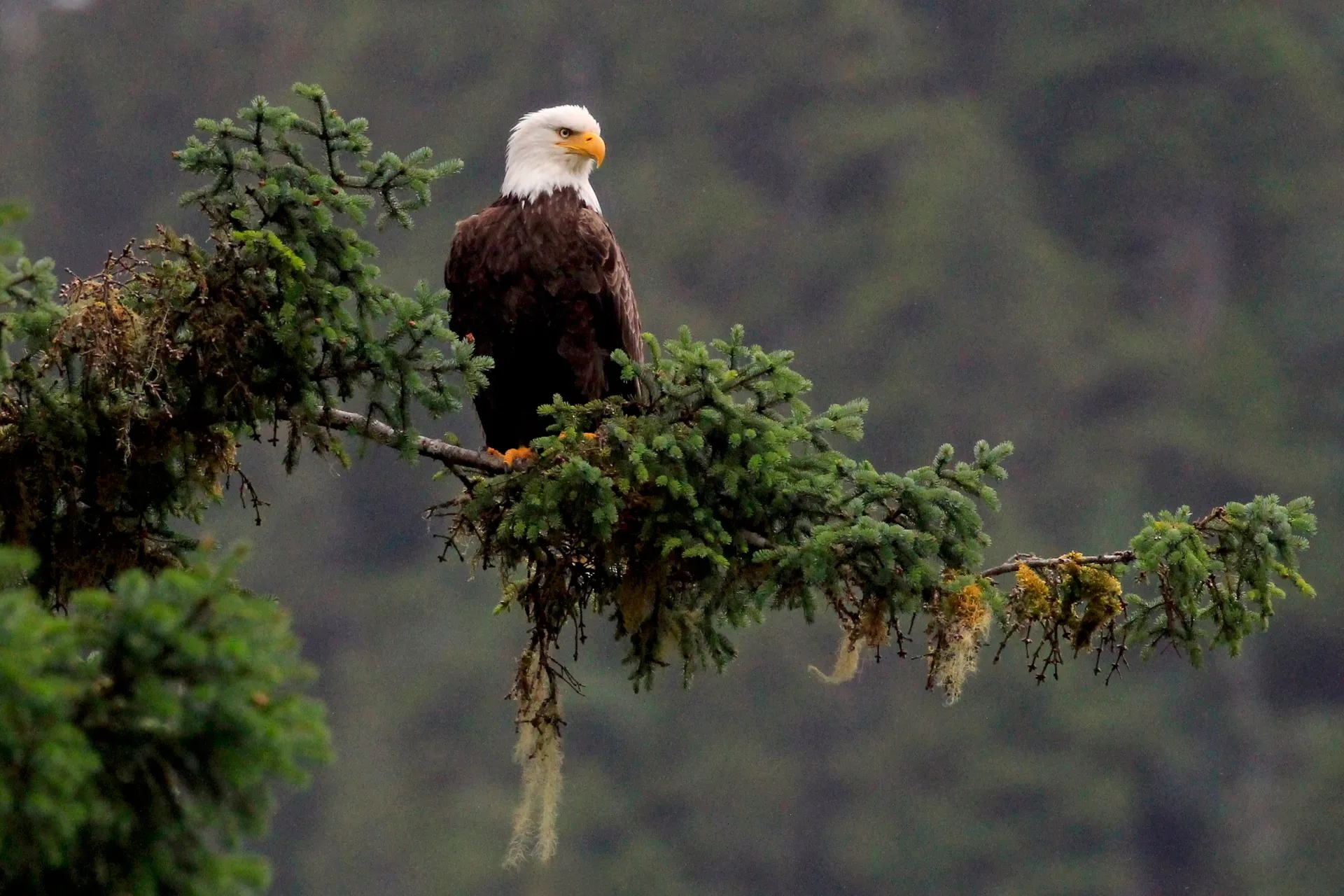 Alaska Cruises & Yacht Charters (8D7N)