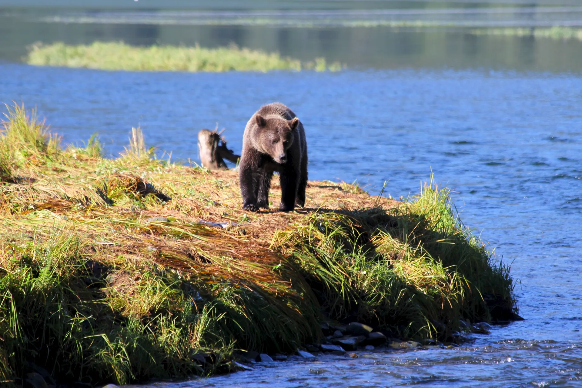 Alaska Cruises & Yacht Charters (8D7N)