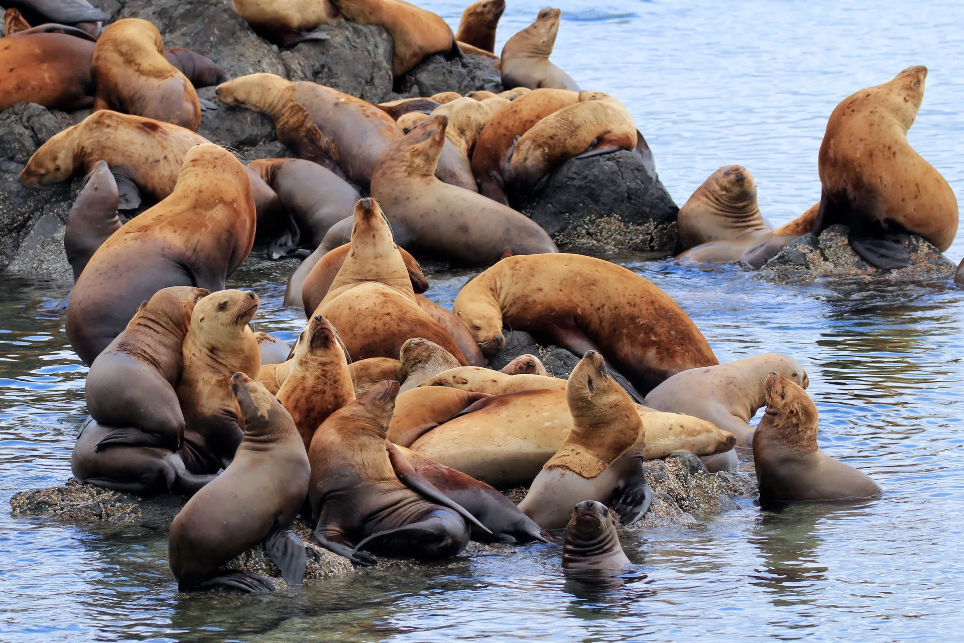 Alaska Cruises & Yacht Charters (8D7N)