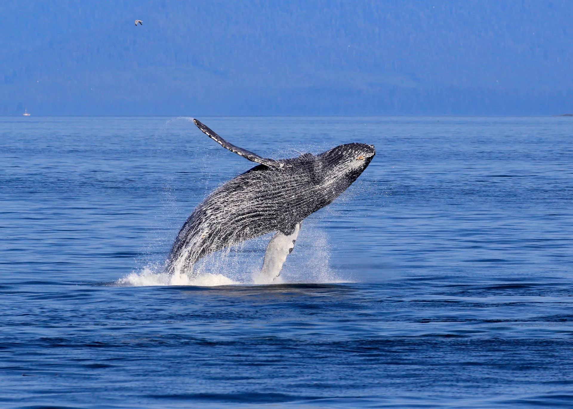 Alaska Cruises & Yacht Charters (8D7N)