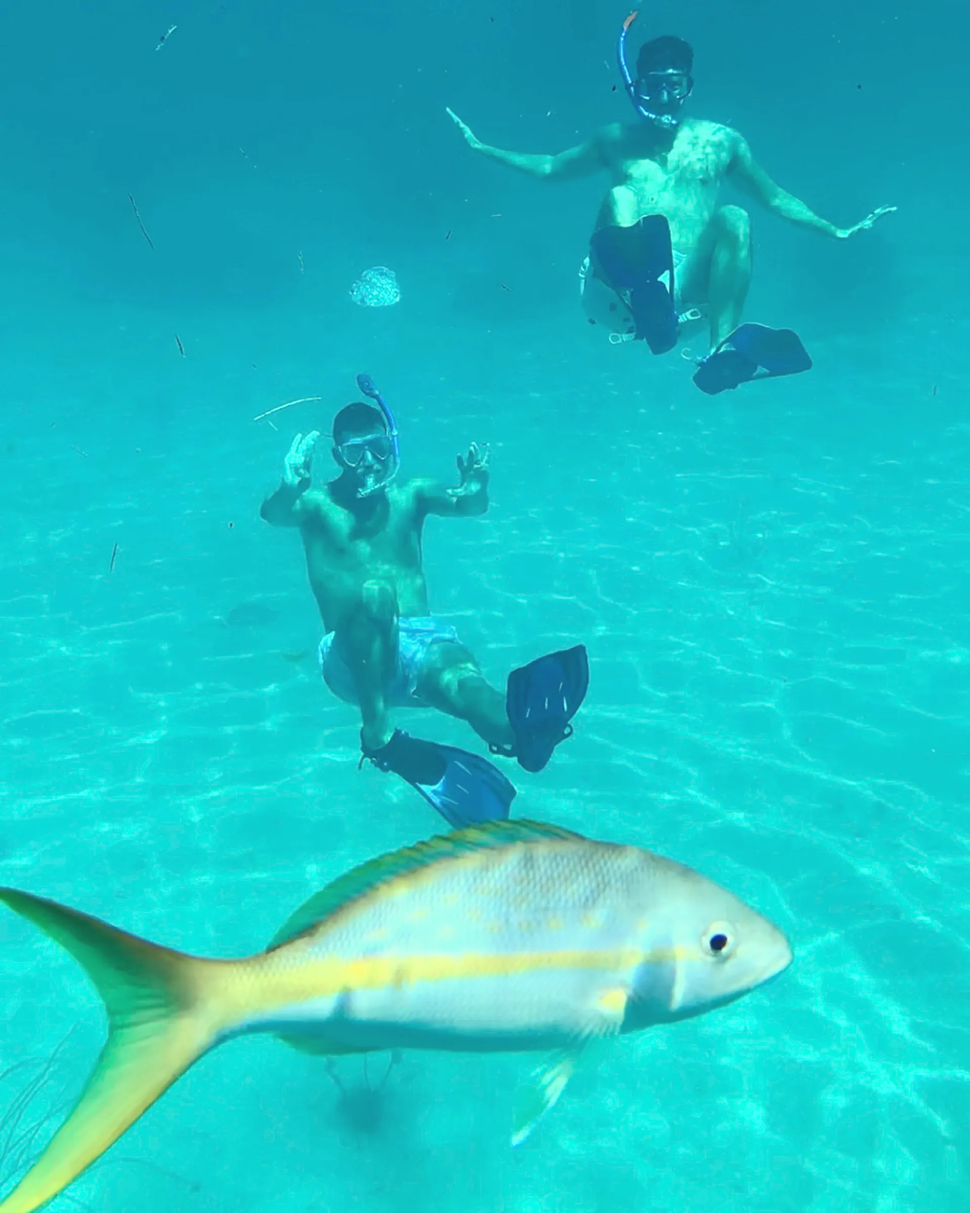 Islamorada Sandbar, Snorkel, Sunset & Sight Tours