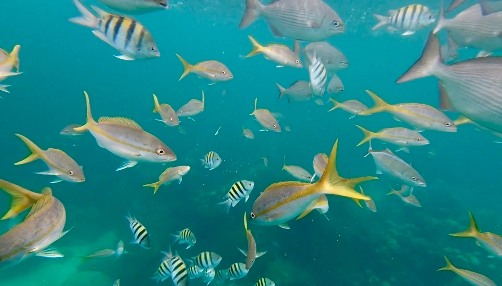 Islamorada Sandbar, Snorkel, Sunset & Sight Tours