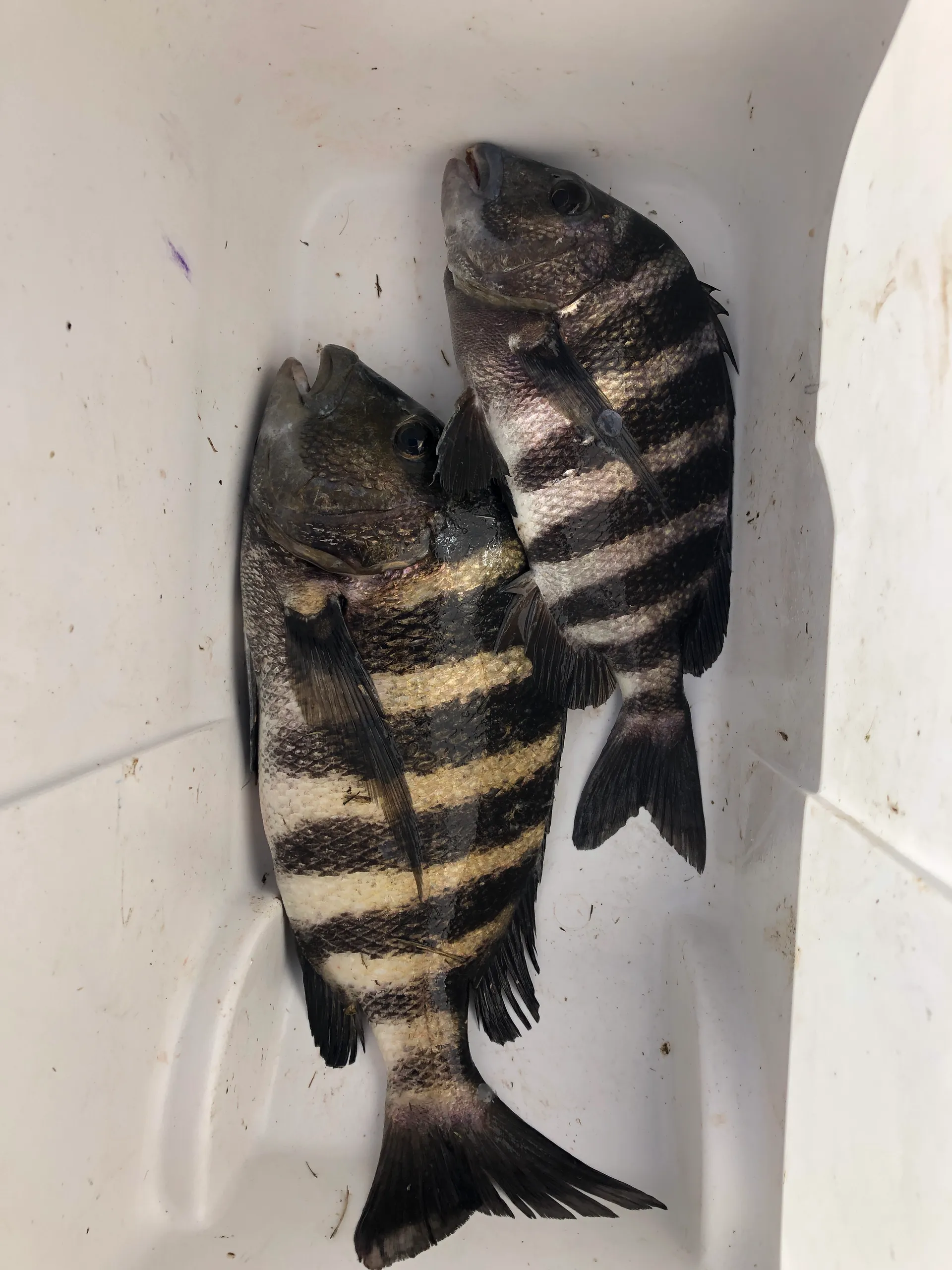 Glasstream 22 CC - Lets party or fish