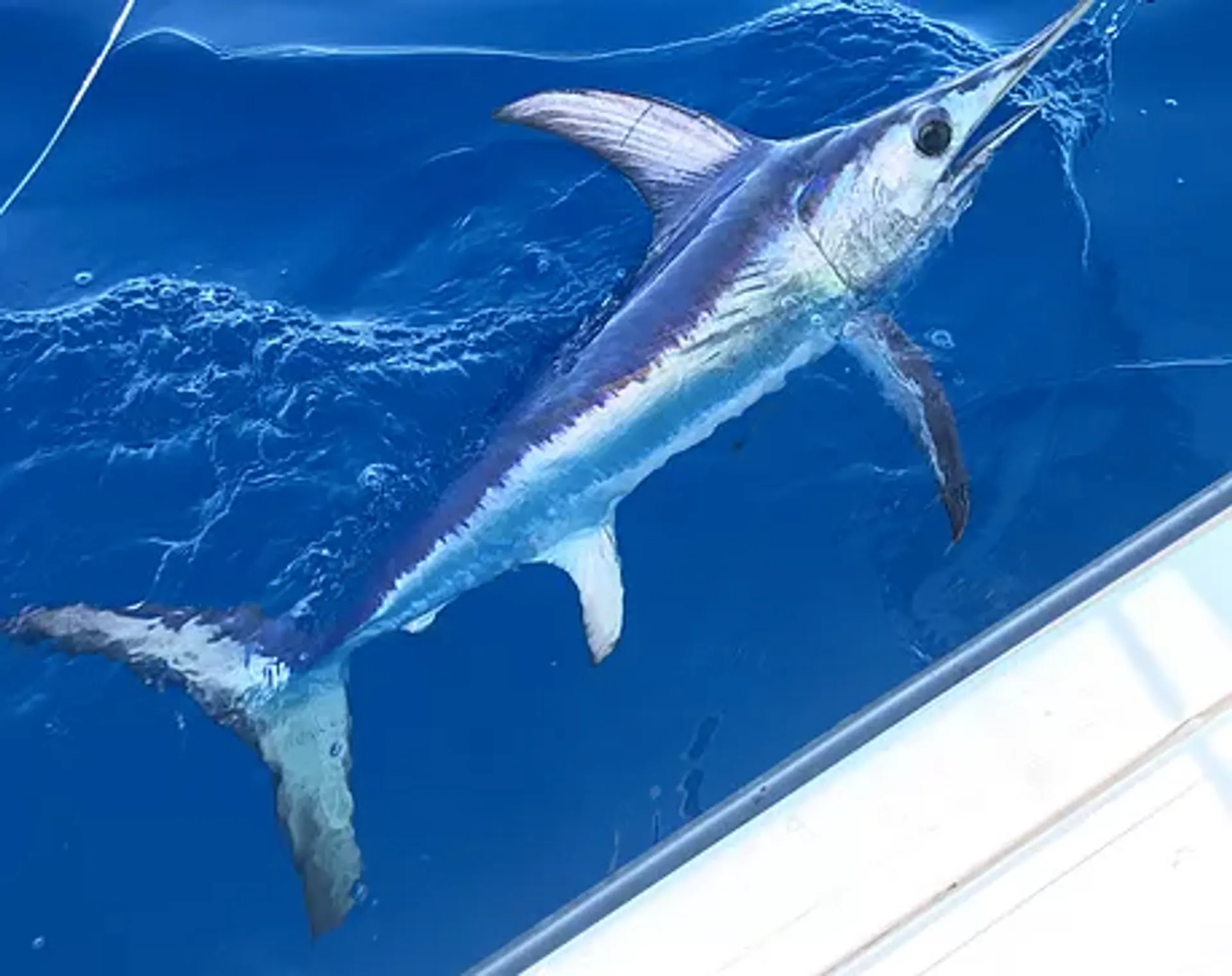 Blue Water Boats Voyager in Boca Raton, FL — photo 7