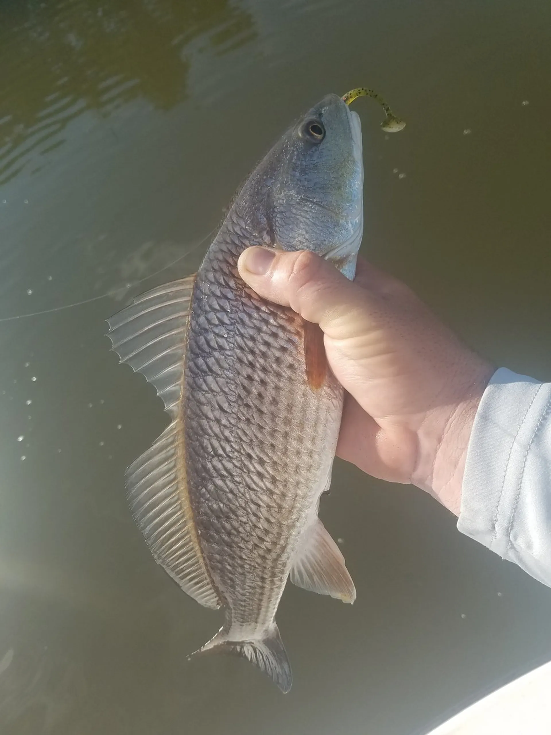 Chum Crazy - Guided Fishing on a 21' Tidewater! 