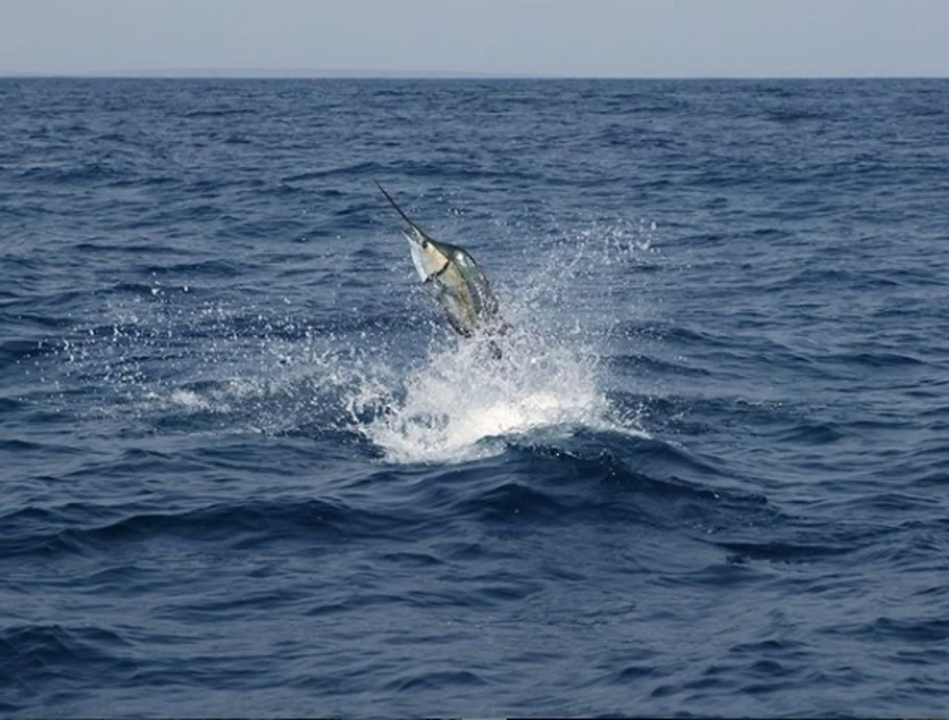 Carolina Classic Boats 42' Custom  in Miami, FL — photo 3