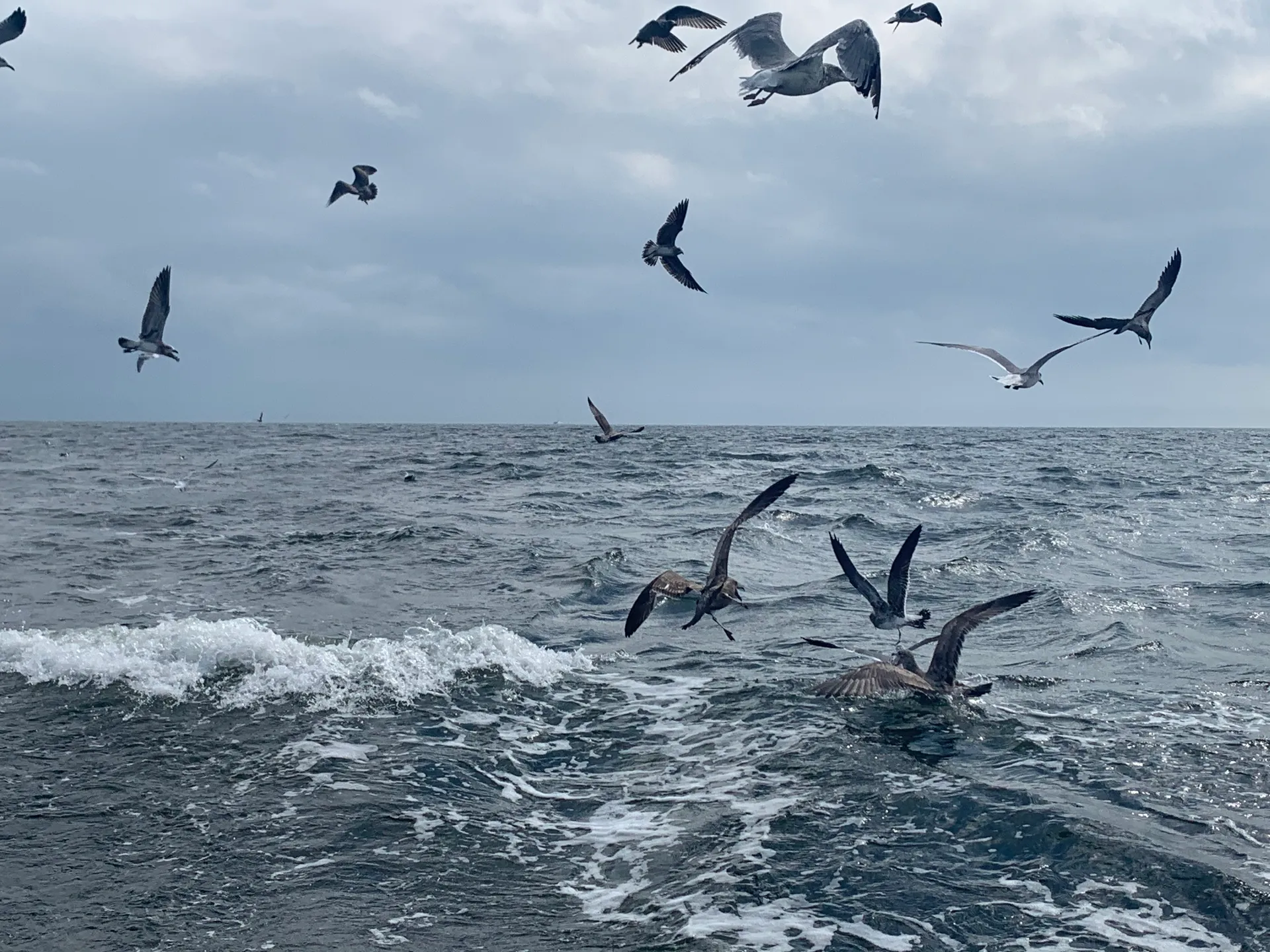 Beautiful Chesapeake Bay Fishing Charters 