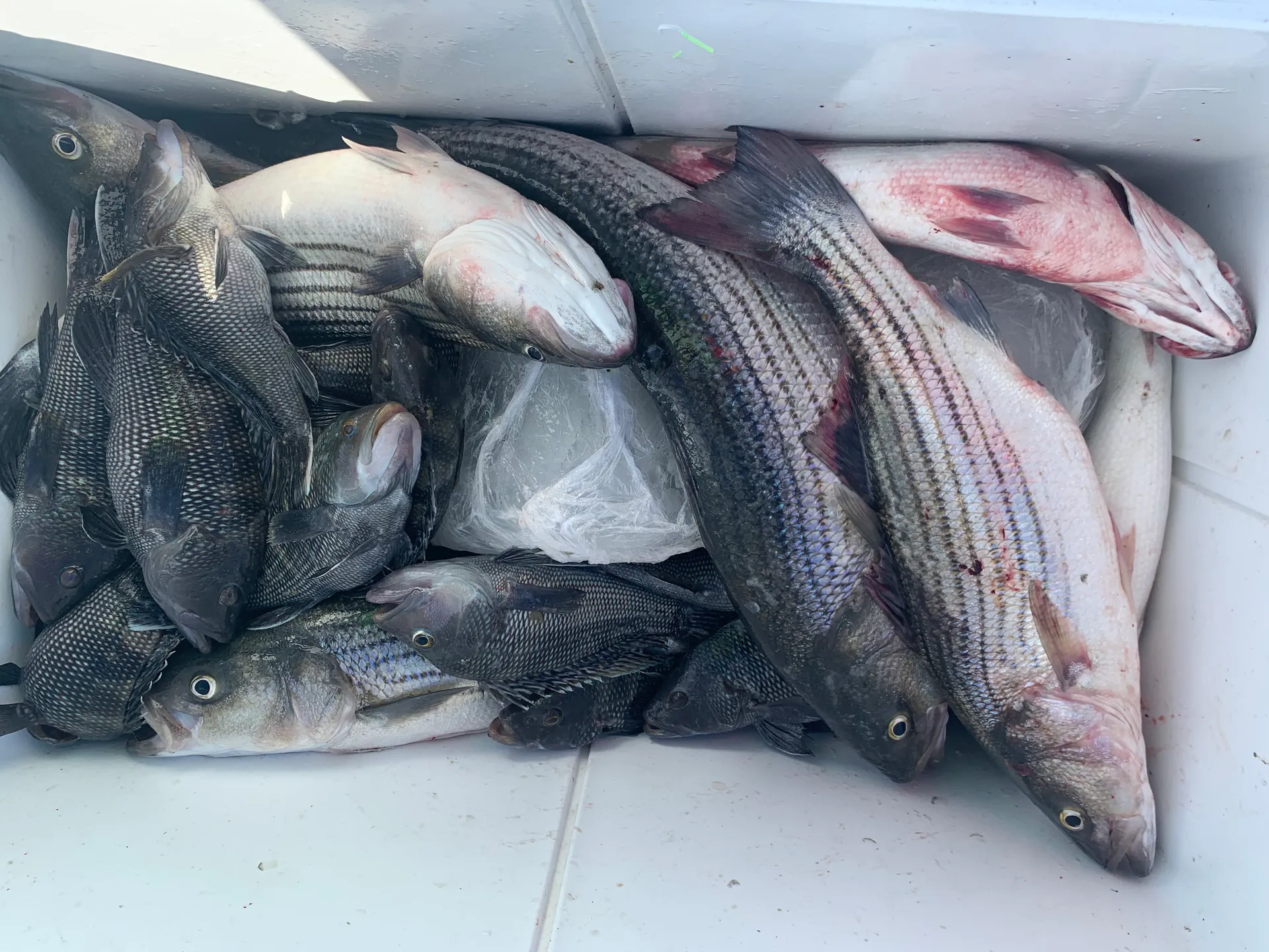 Beautiful Chesapeake Bay Fishing Charters 