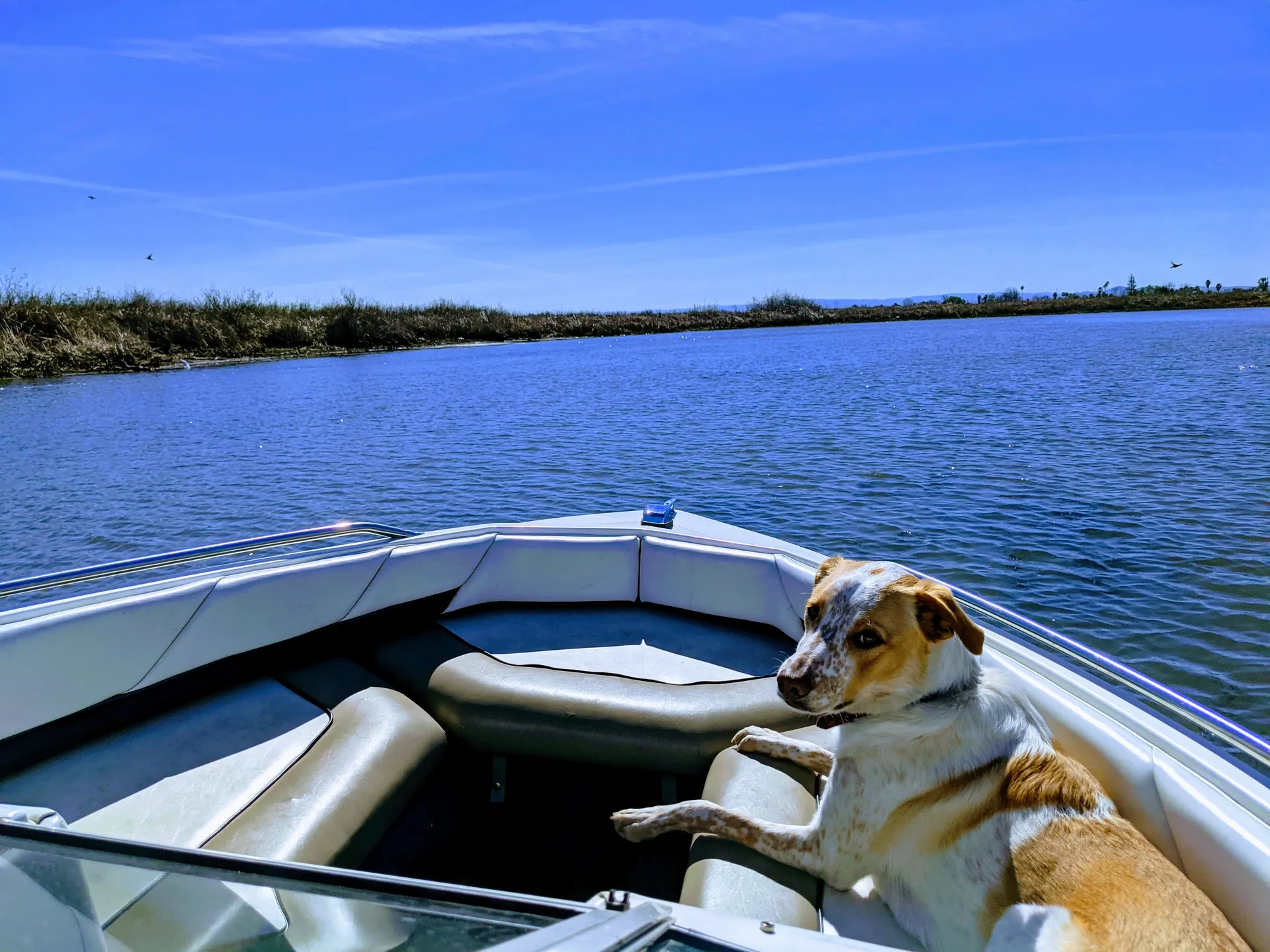 Bayliner 1950 Capri Classic  in Discovery Bay, CA — photo 4