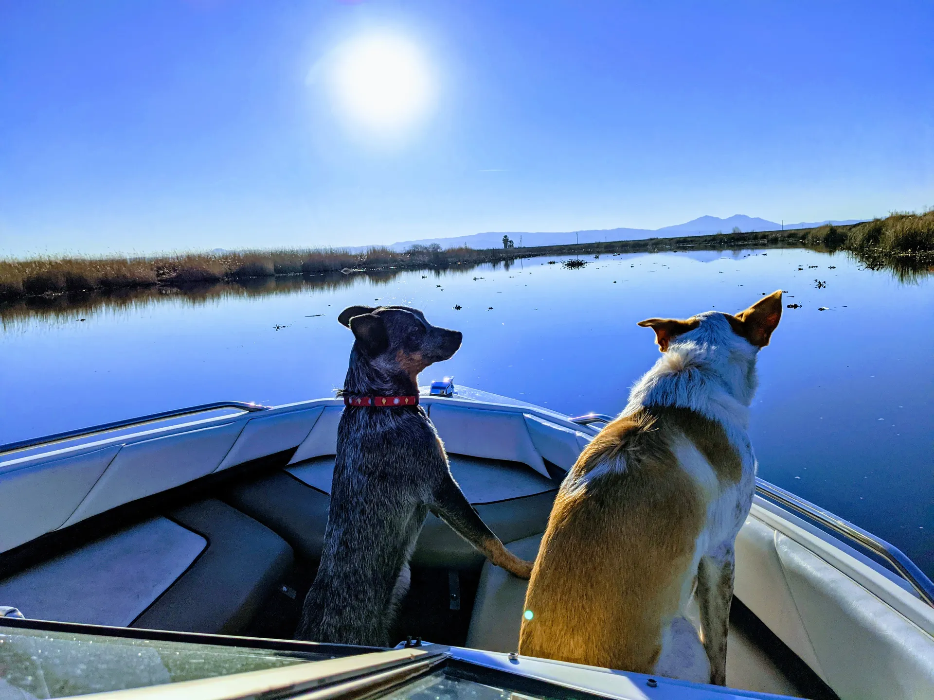 Bayliner 1950 Capri Classic  in Discovery Bay, CA — photo 7