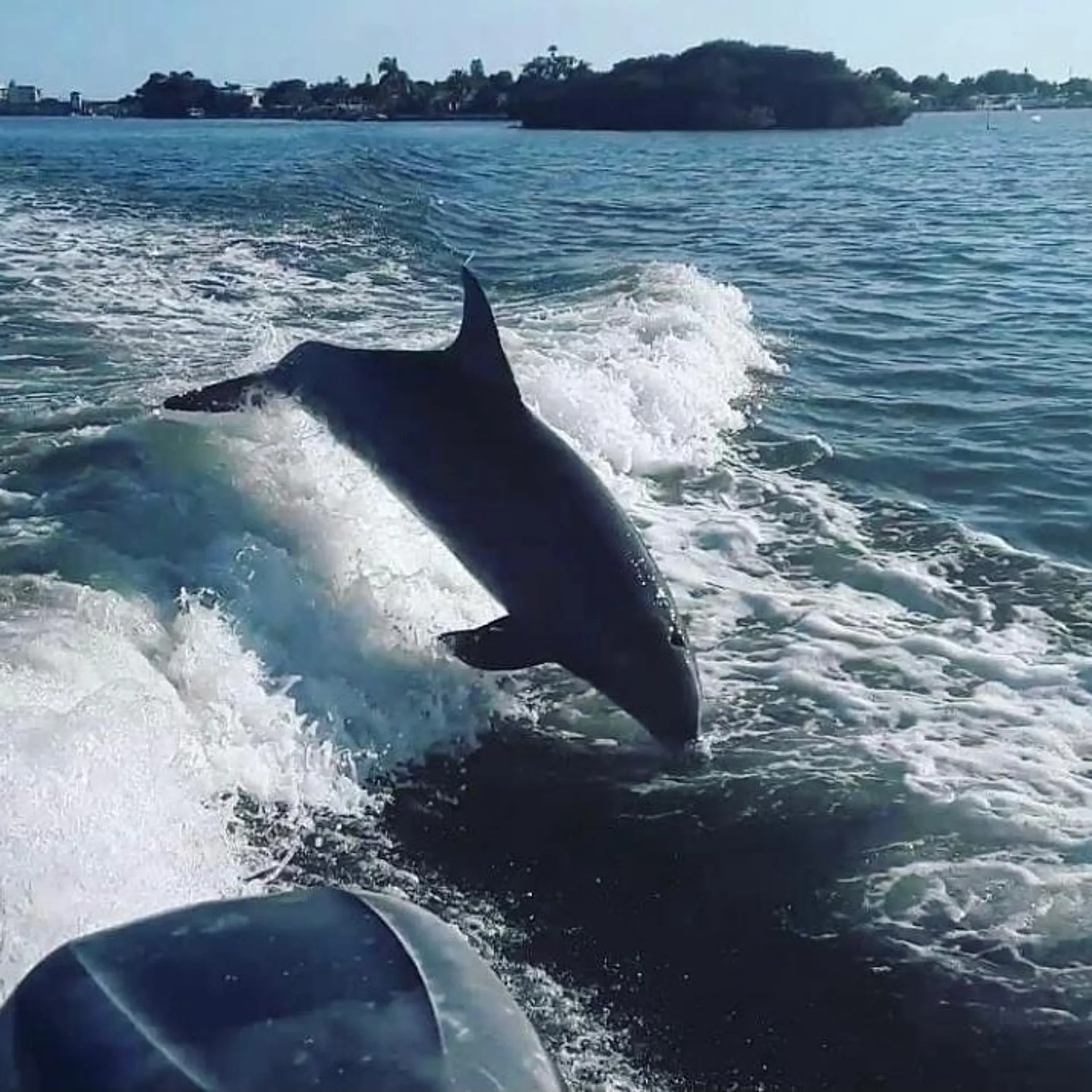 Scenic & sunset tours, dolphin cruises and more!