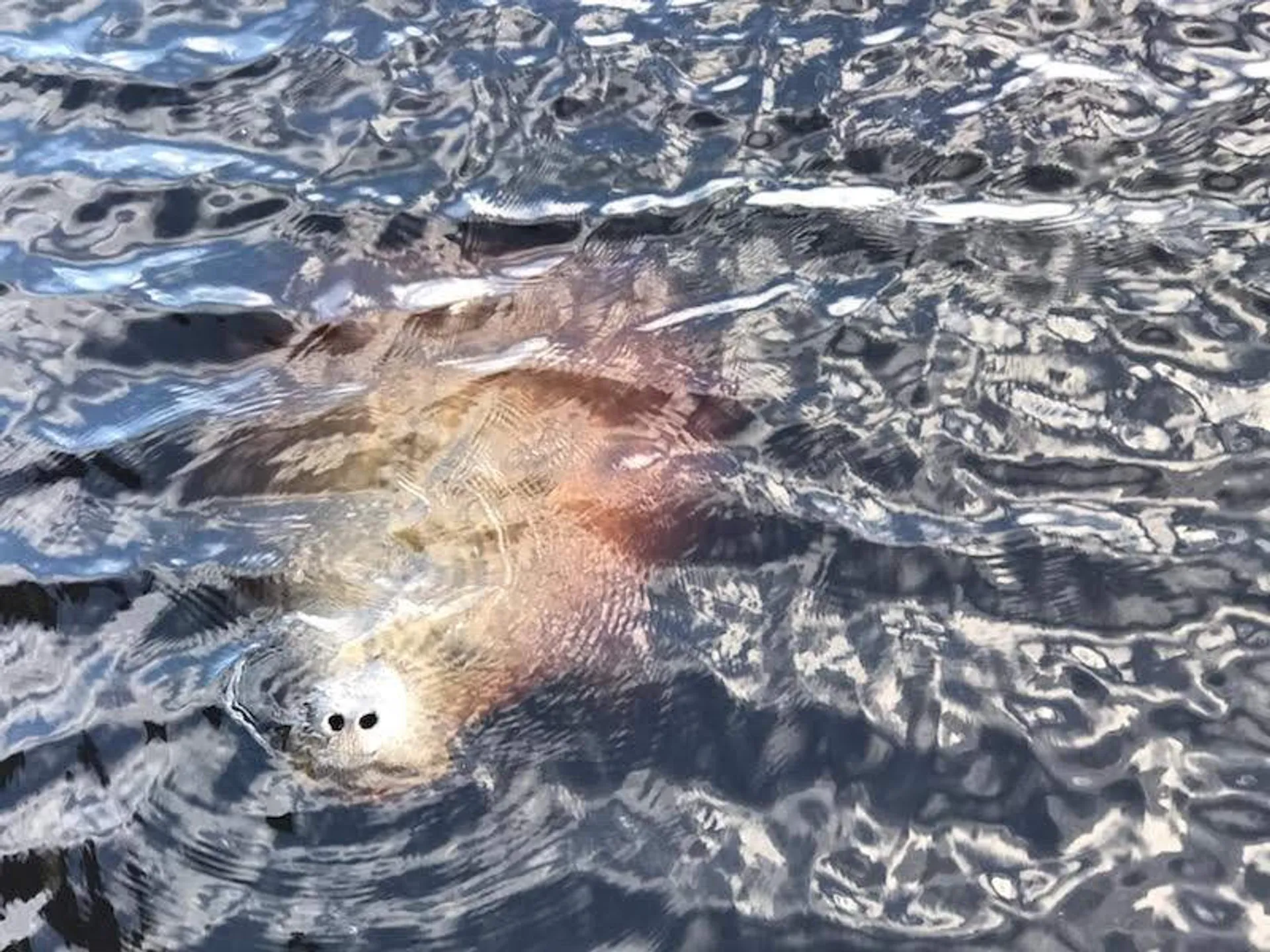 MONTEREY BOATS M-65 in Crescent City, FL — photo 3